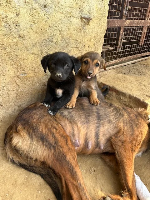 Bezubaan Saathi Animal Trust