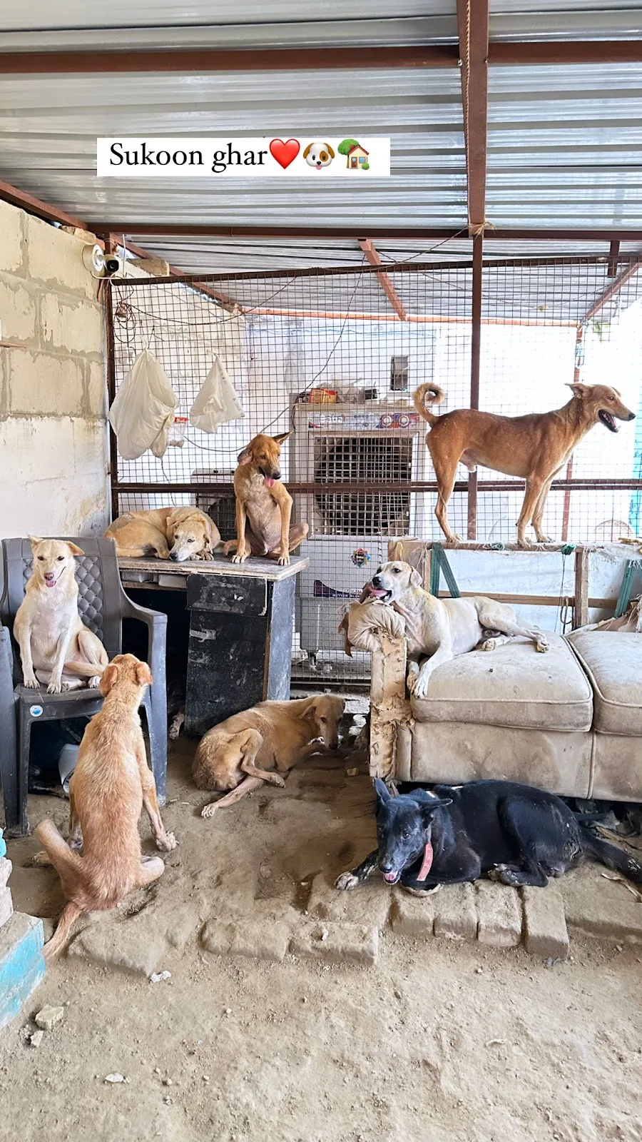 Bezubaan Saathi Animal Trust