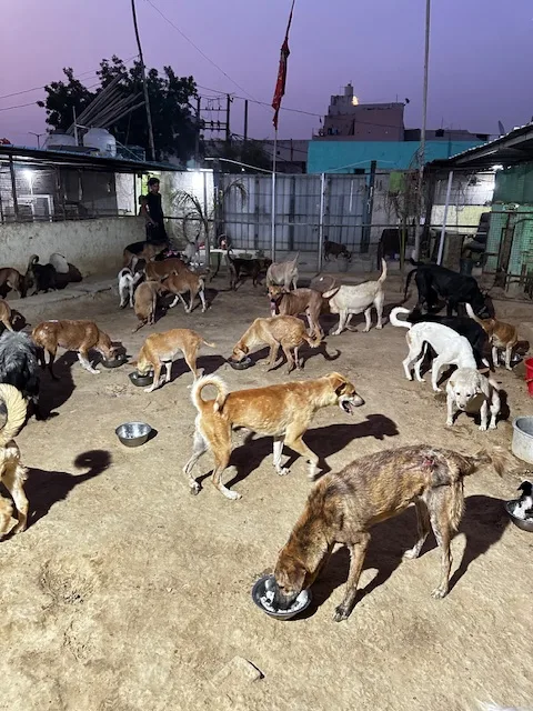 Bezubaan Saathi Animal Trust