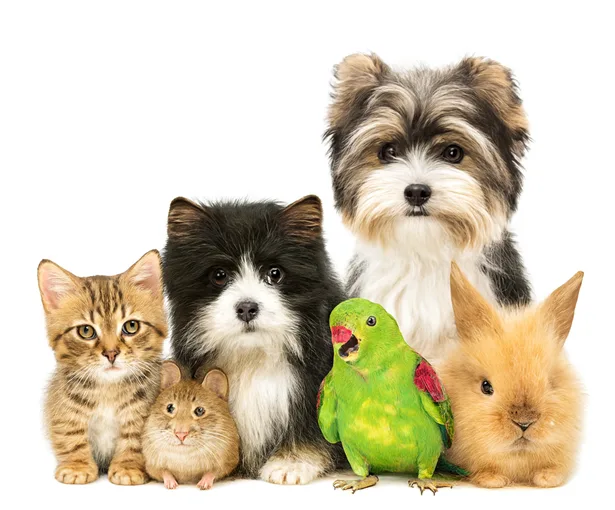 Simply Animal Voice