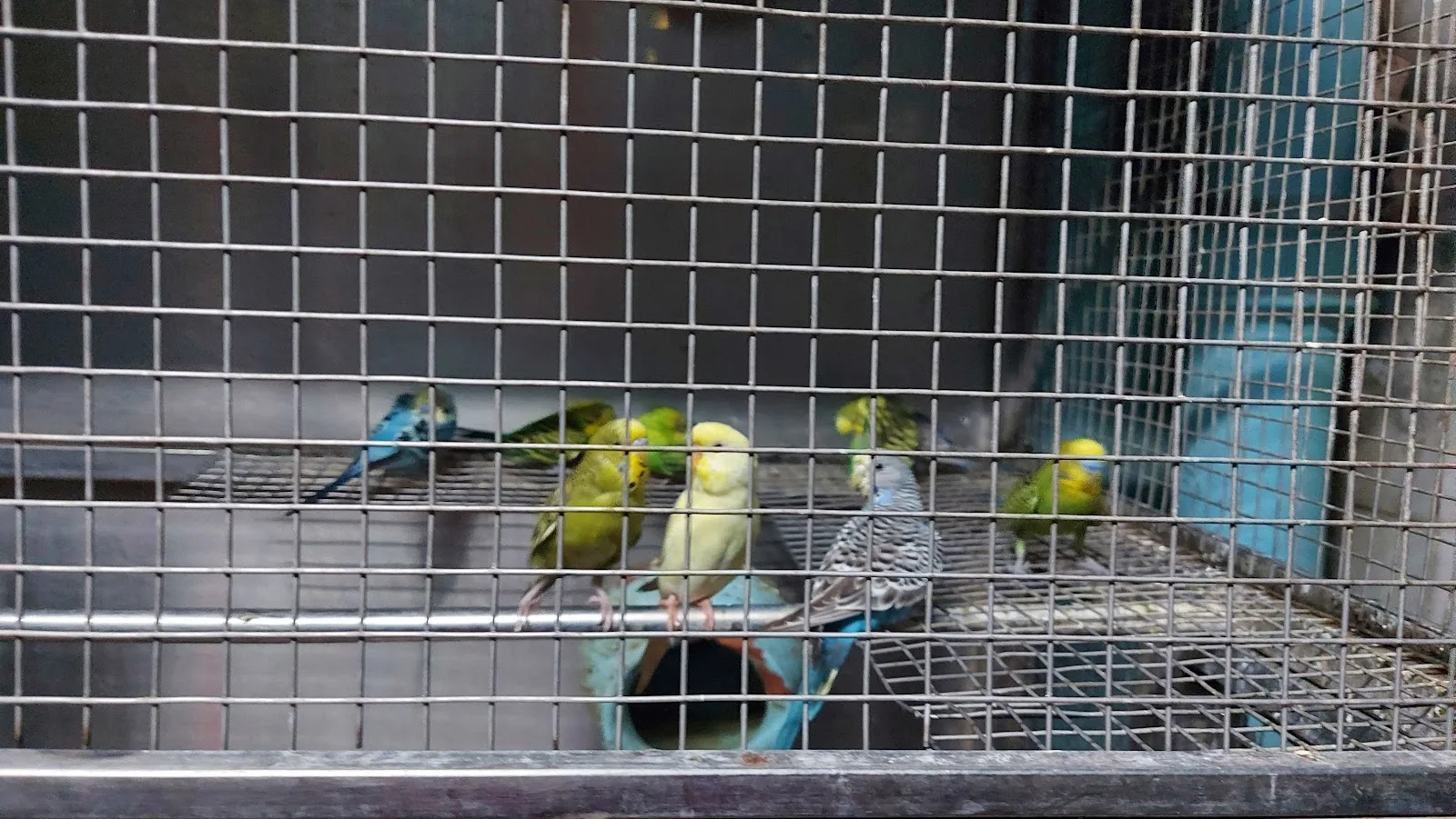 Charity Birds Hospital