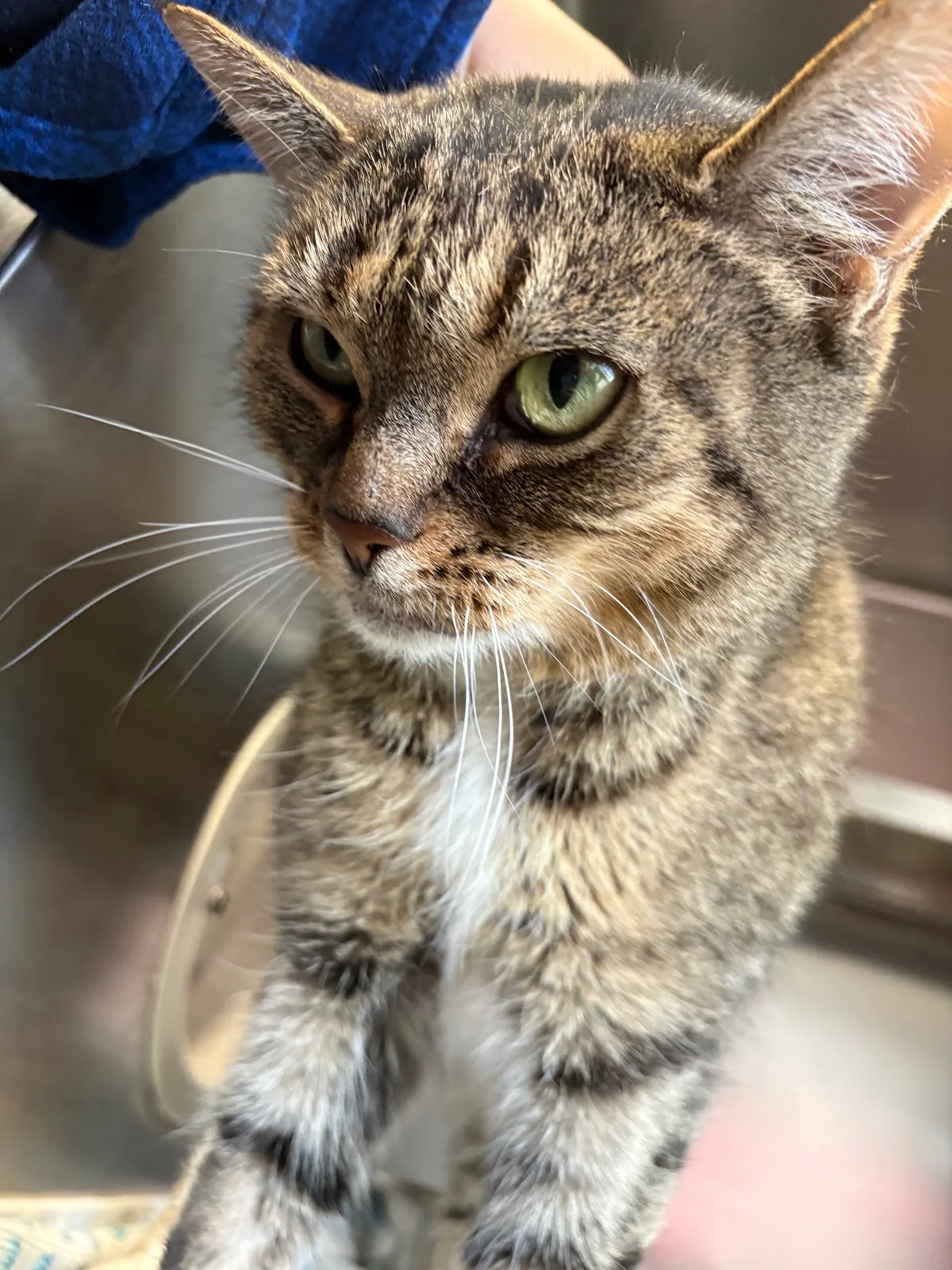Georgina Animal Shelter & Adoption Centre