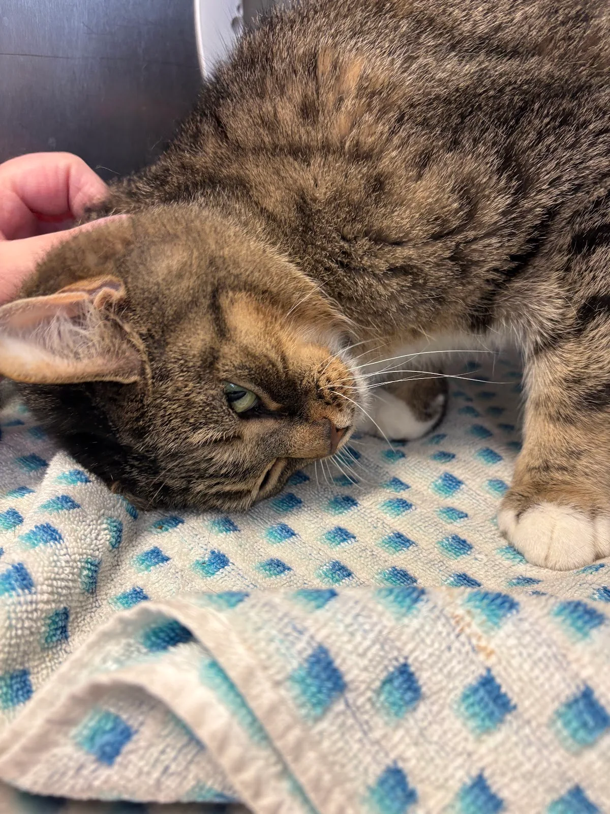 Georgina Animal Shelter & Adoption Centre