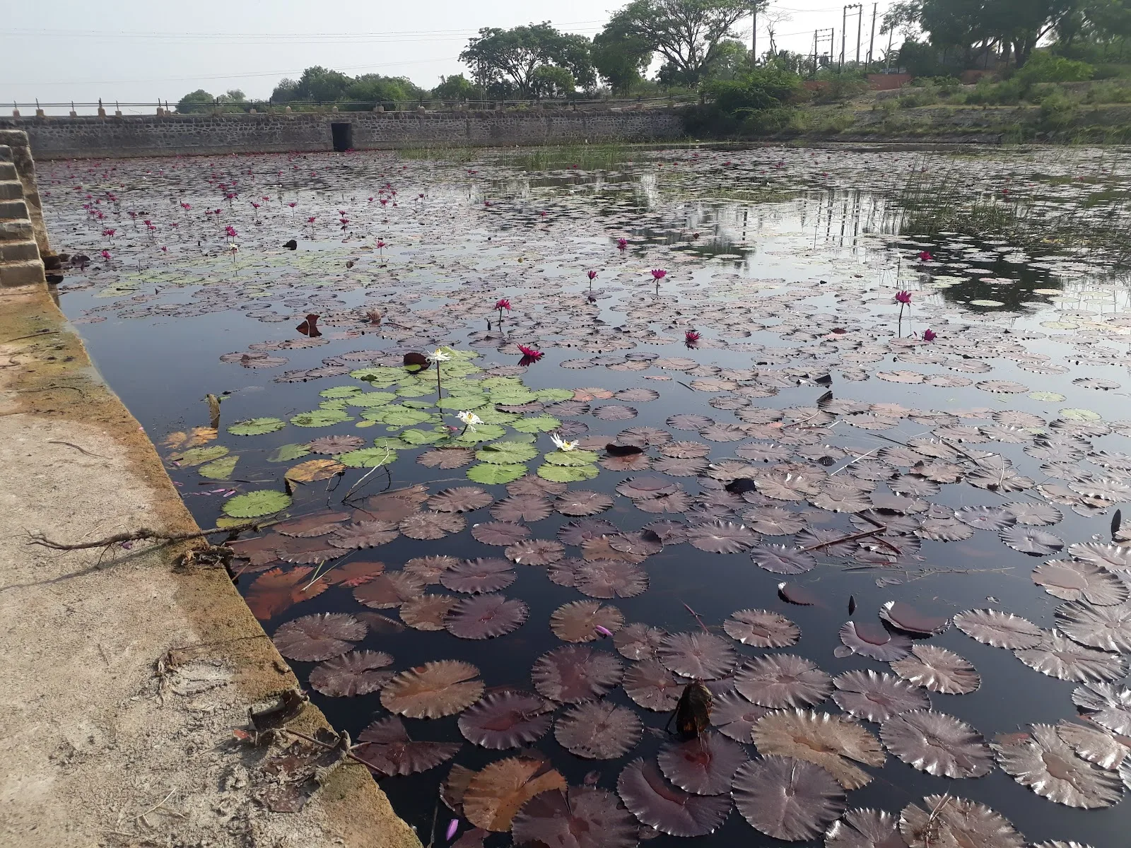 Jamnagar Mahanagar Palika Gau Shala