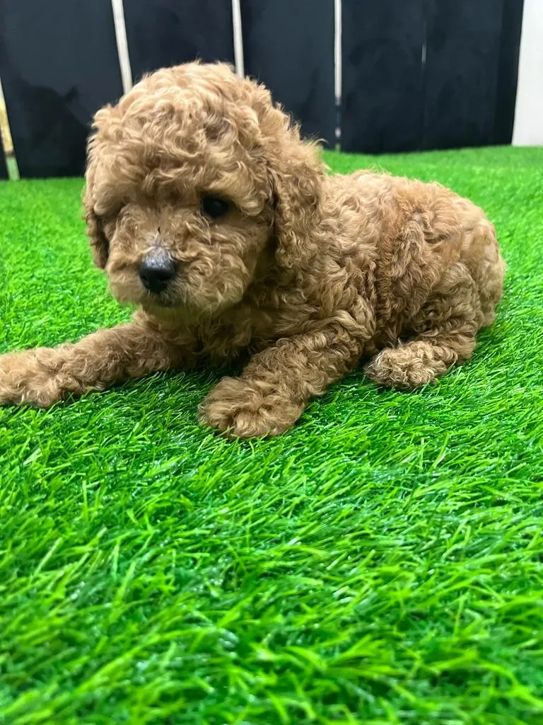 Abhi Pet Kennel