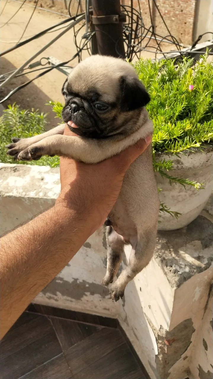 Abhi Pet Kennel