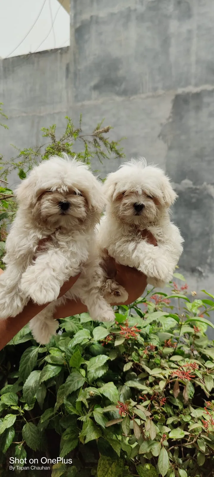 Abhi Pet Kennel