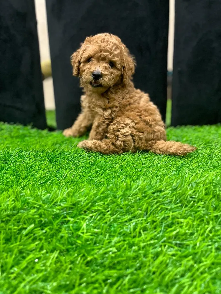 Abhi Pet Kennel