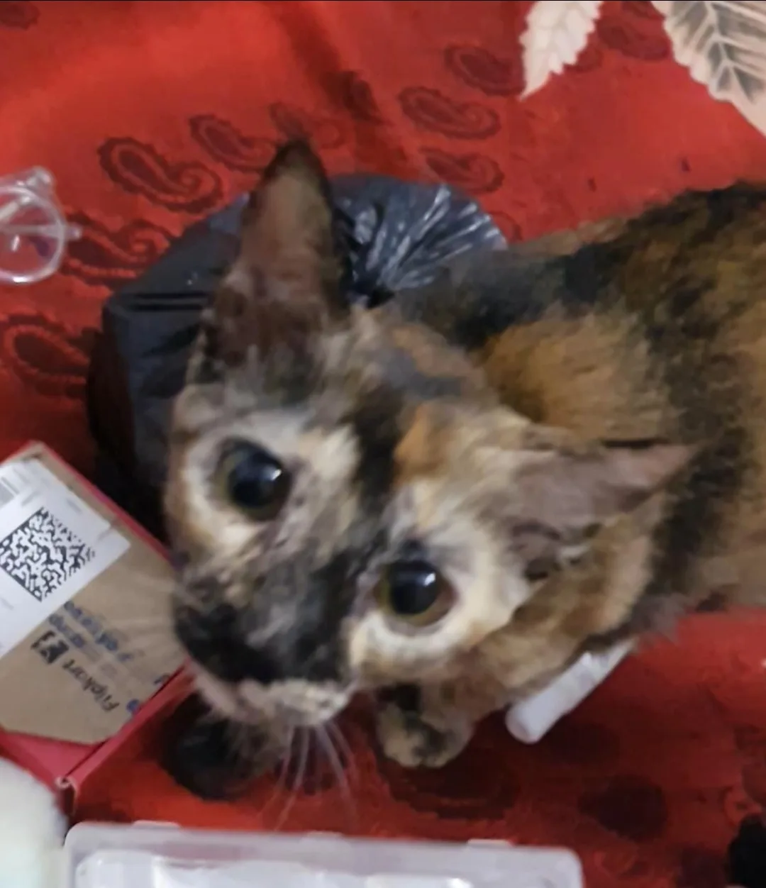 Voice for Animals