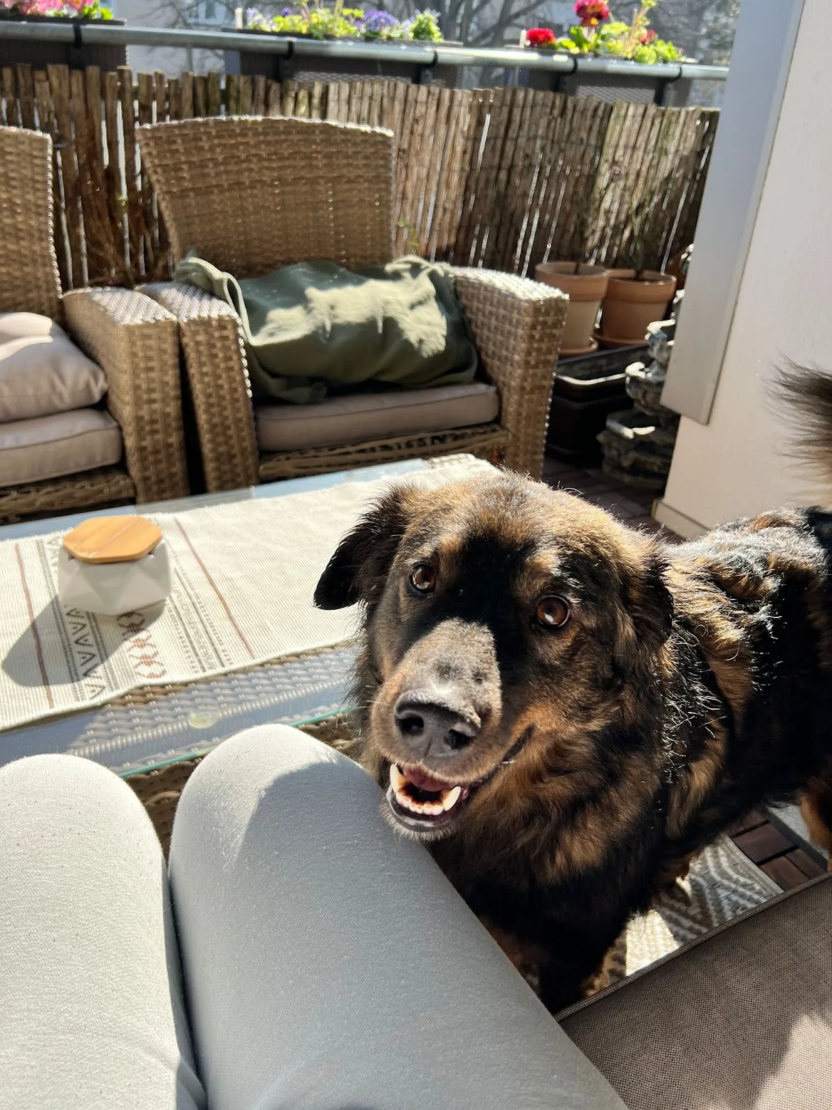 Hund Sucht Hütte - Tierschutzverein