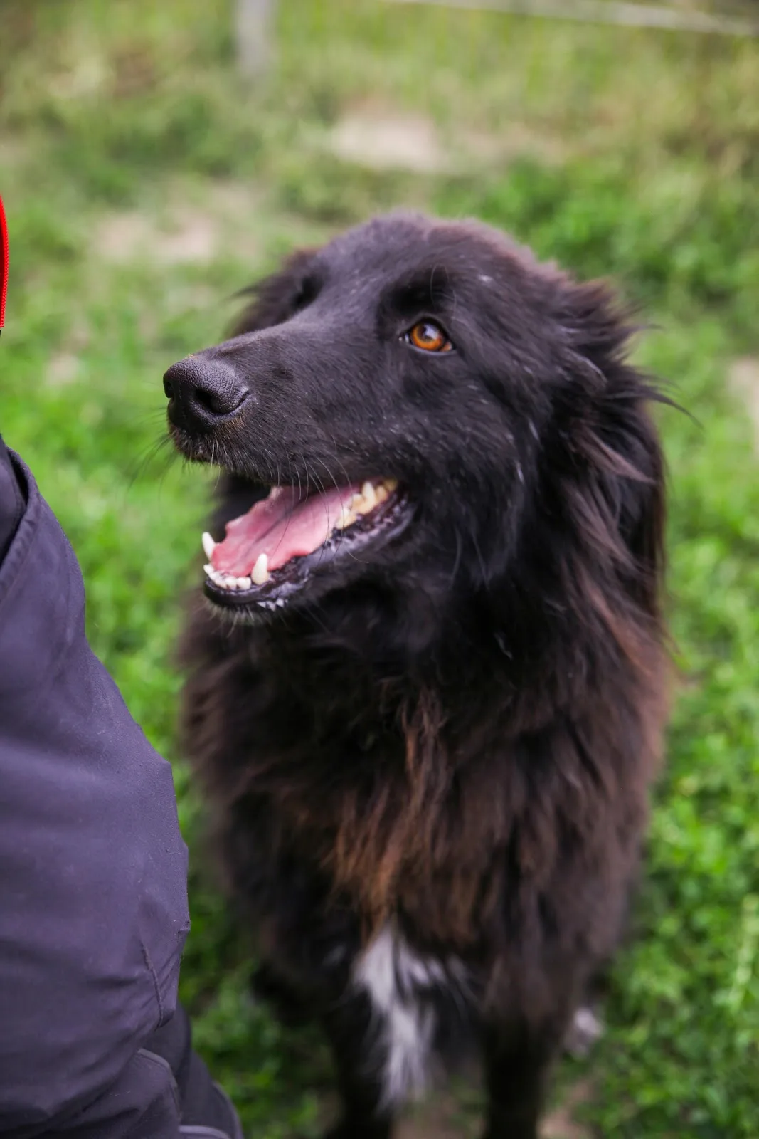 Balu - Adopt a pet