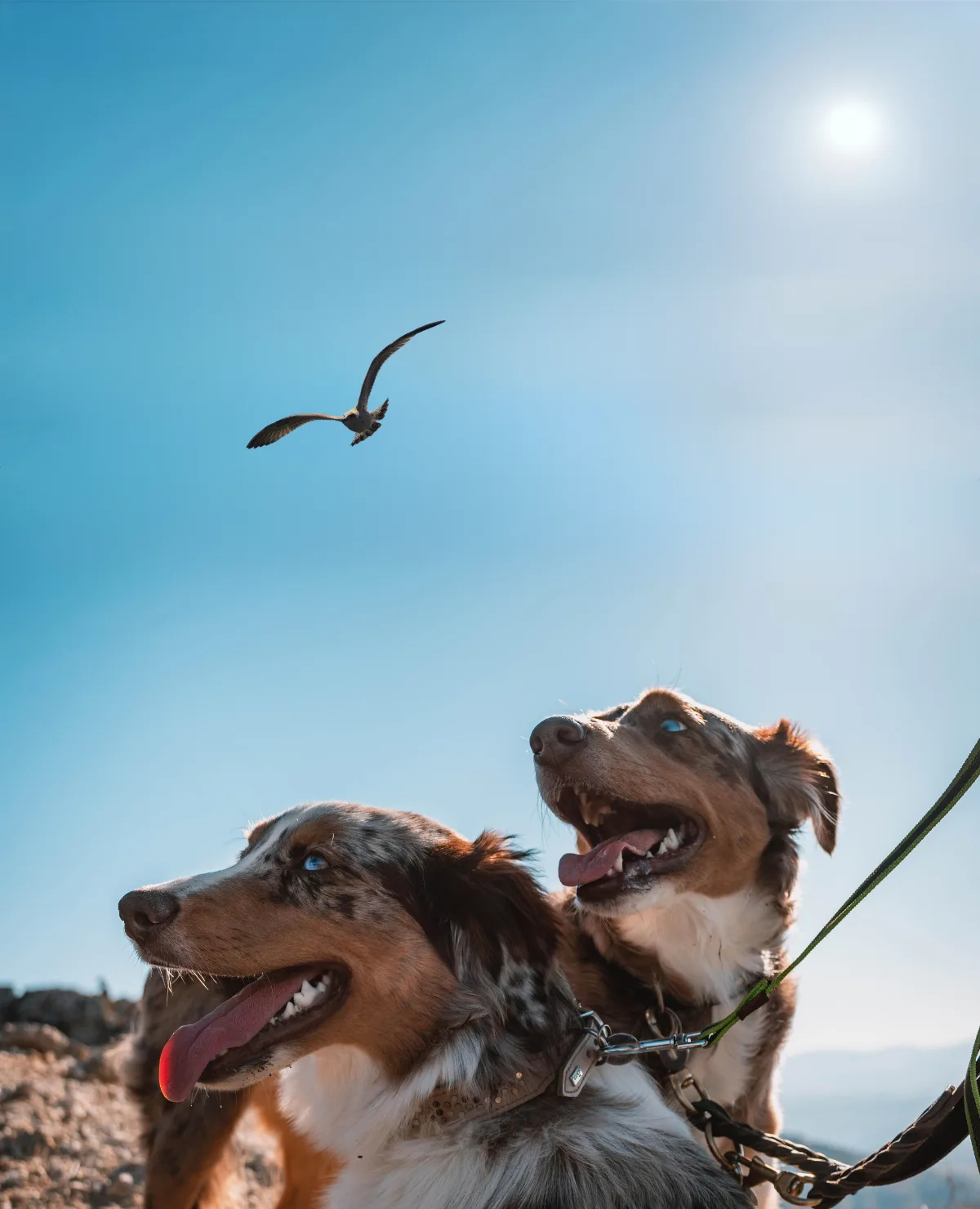 Balu - Adopt a pet