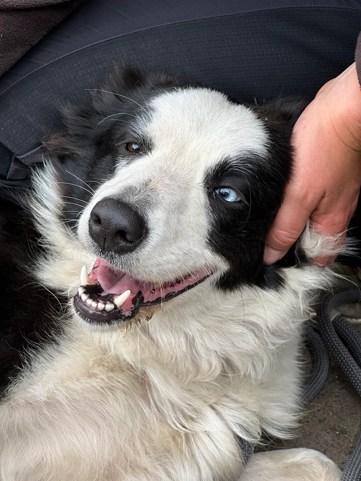 Balu - Adopt a pet