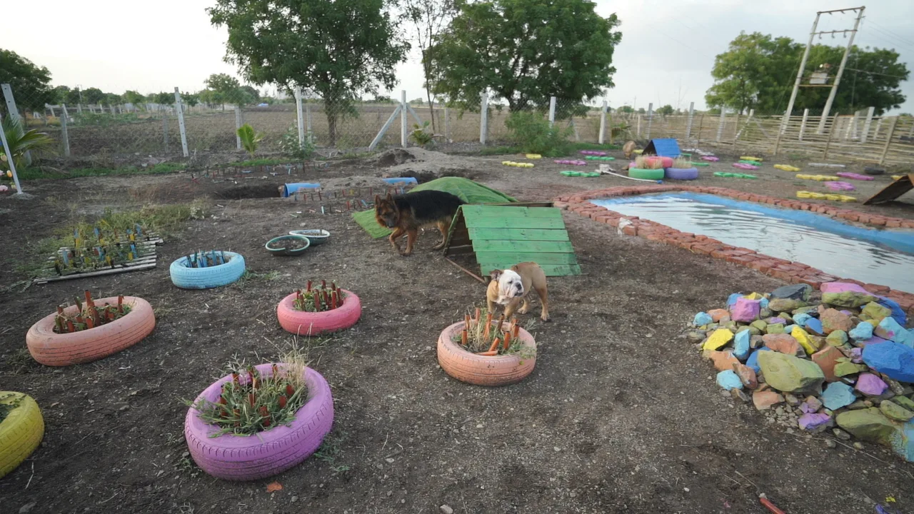 The SS Pet Club