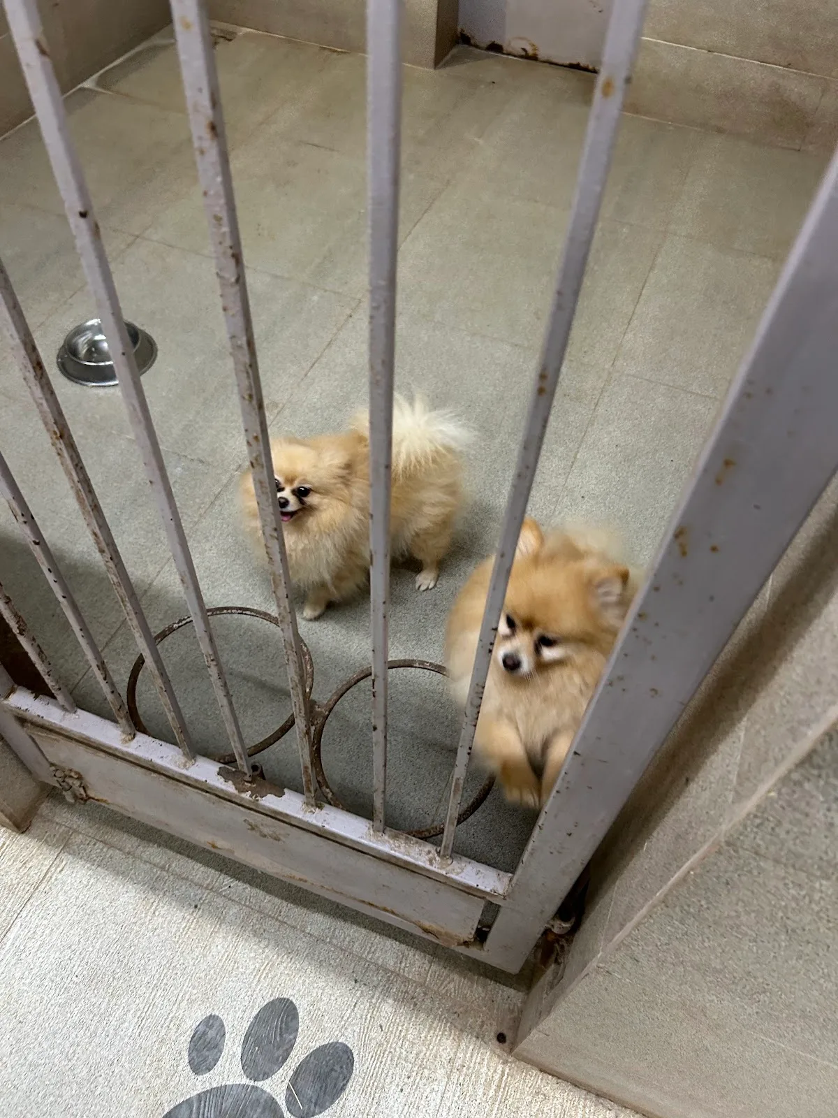The SS Pet Club