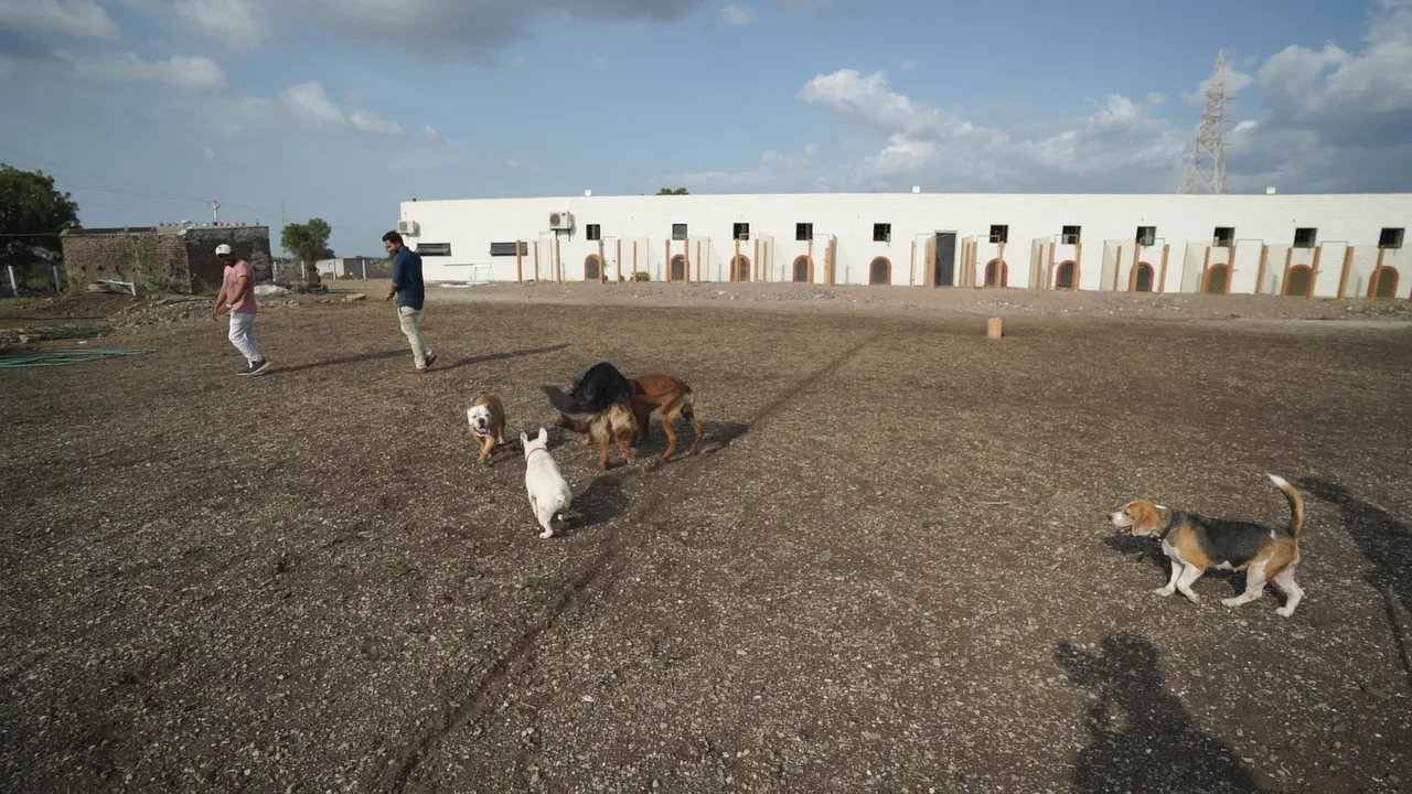 The SS Pet Club