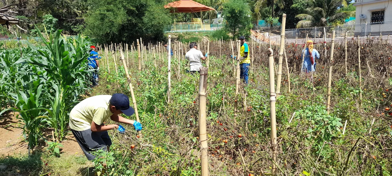 UTTAN KRISHI SANSHODHAN SANSTHA