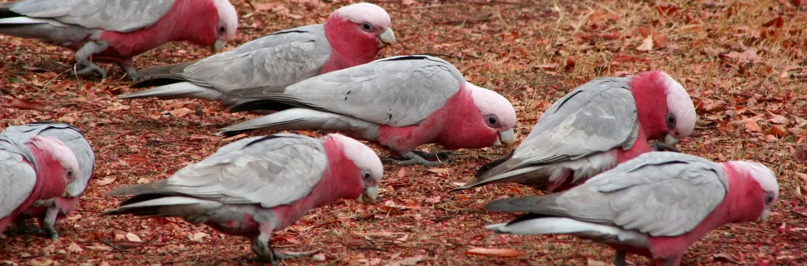 Nature Conservation Council of NSW