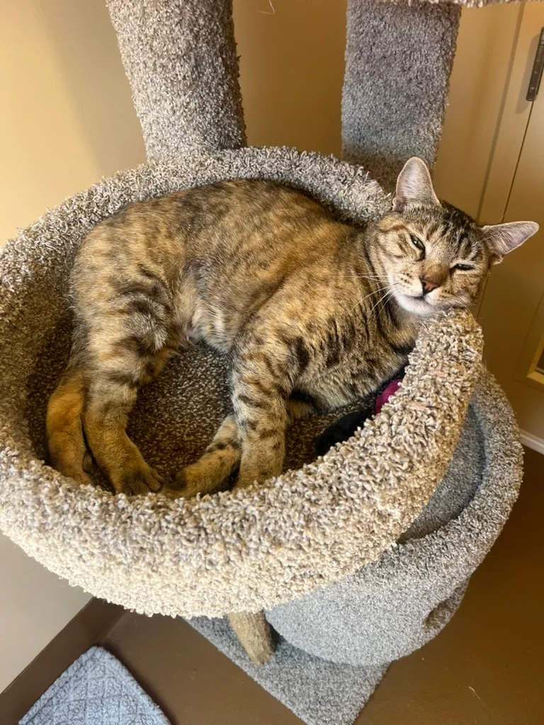 Eastwood Ranch Foundation Rescue & Adoption Center