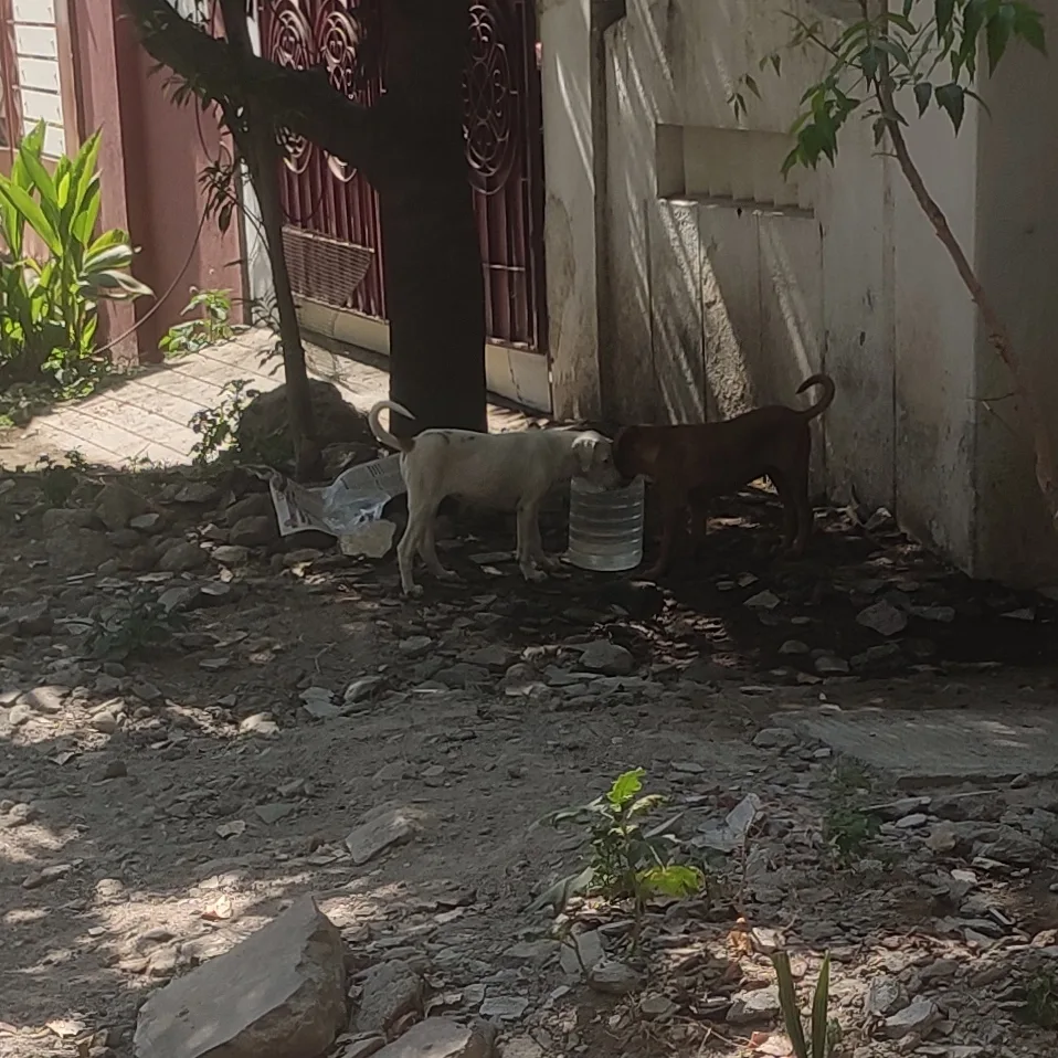 Animal Welfare Board of India