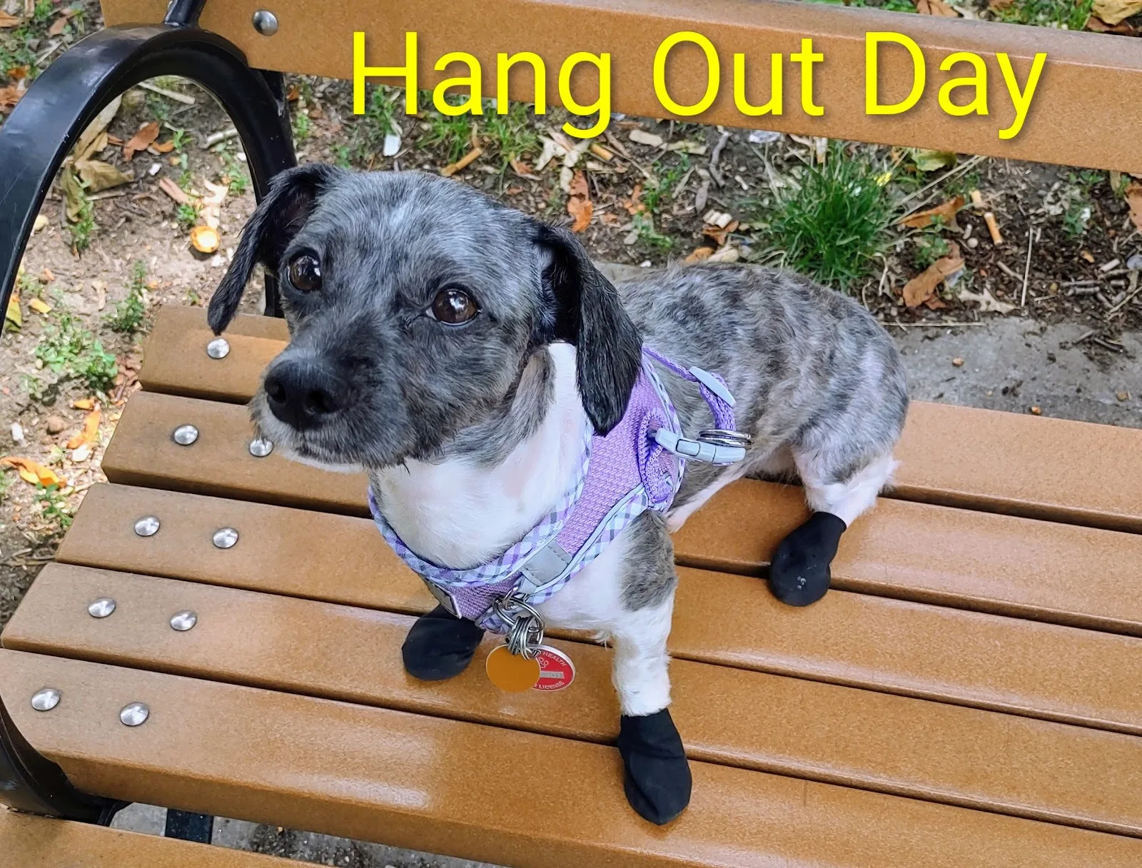Animal Care Centers of NYC - Manhattan