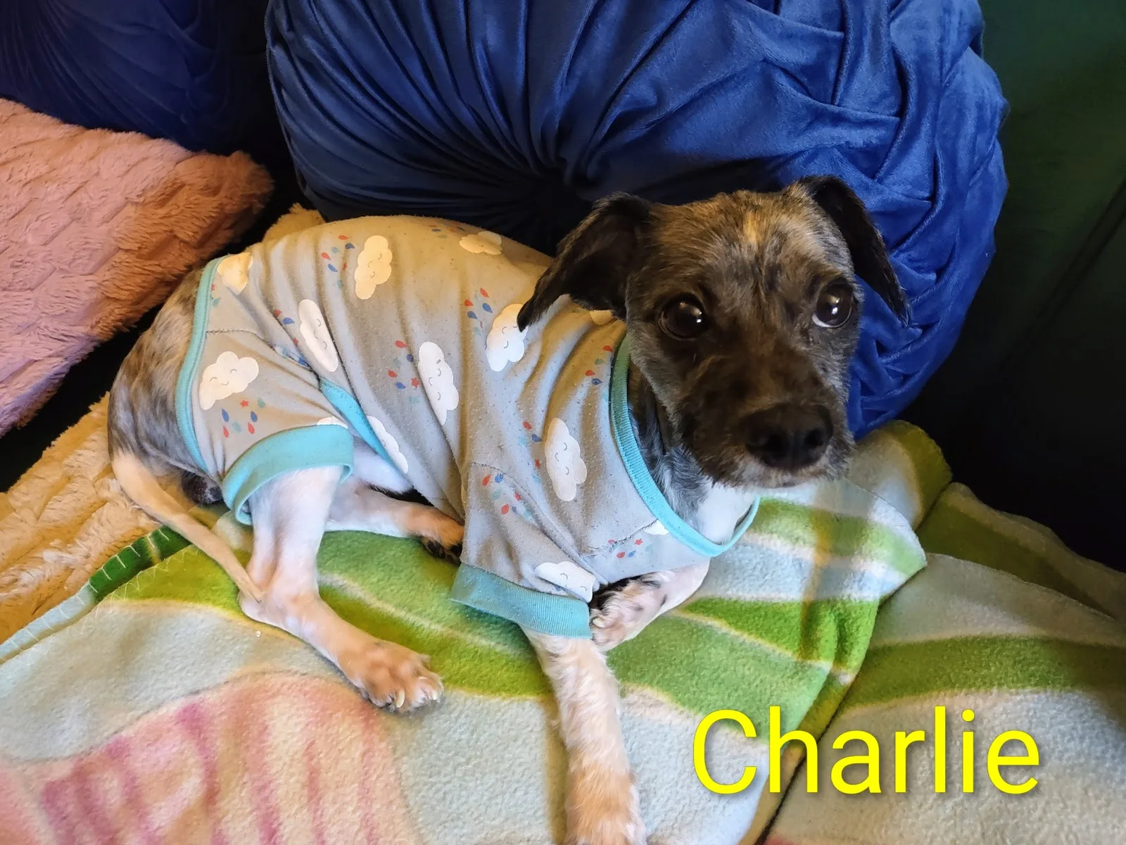 Animal Care Centers of NYC - Manhattan