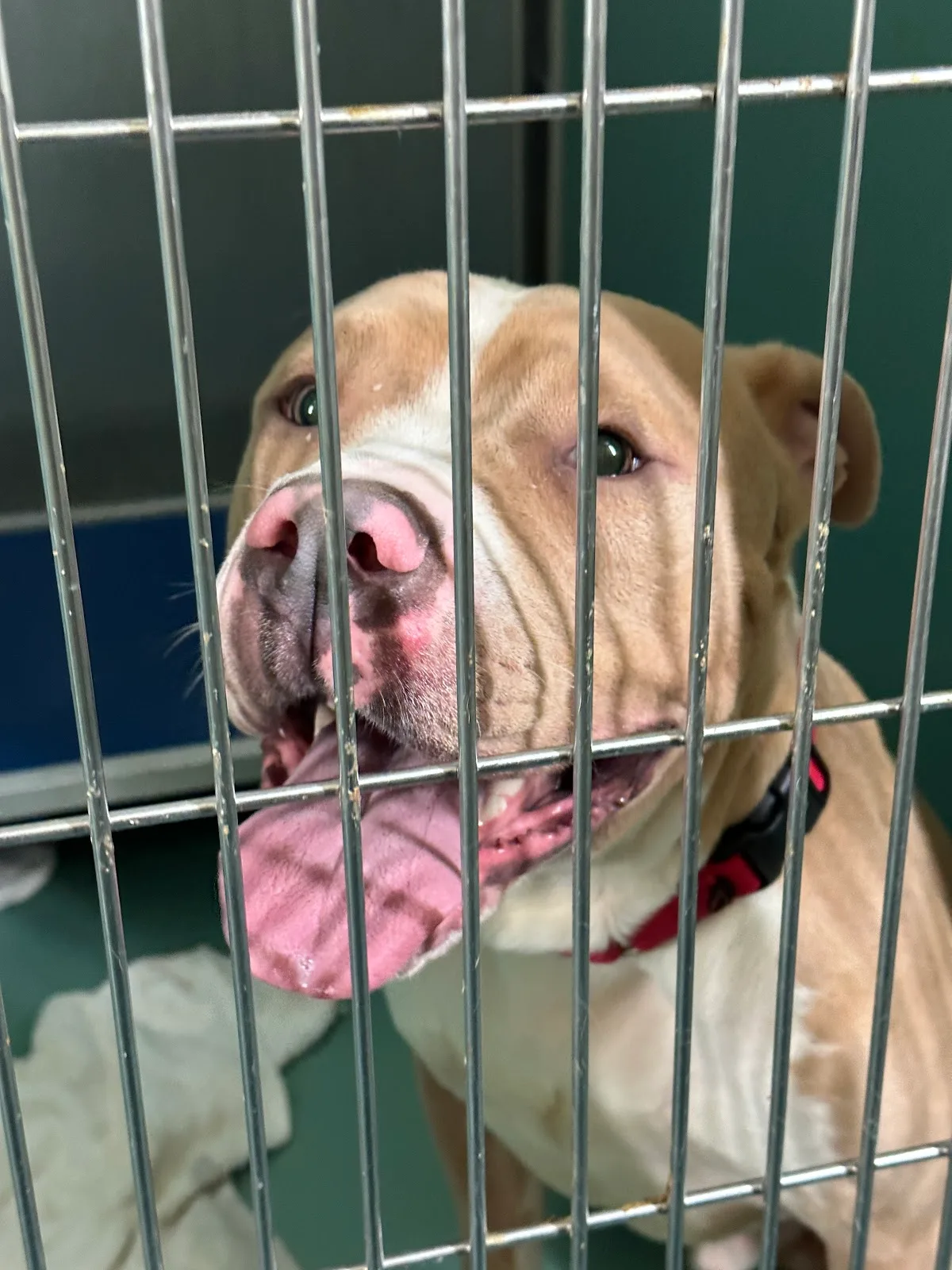 Animal Care Centers of NYC - Manhattan