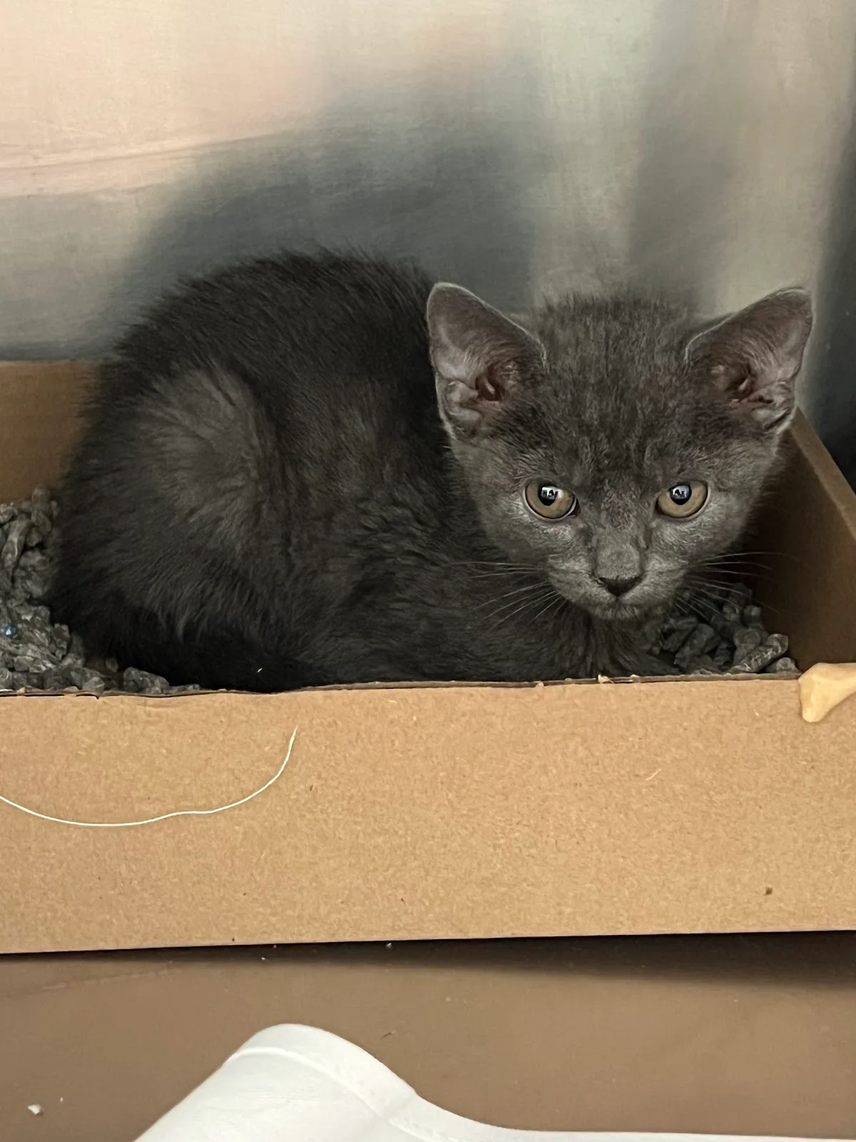 Animal Care Centers of NYC - Manhattan