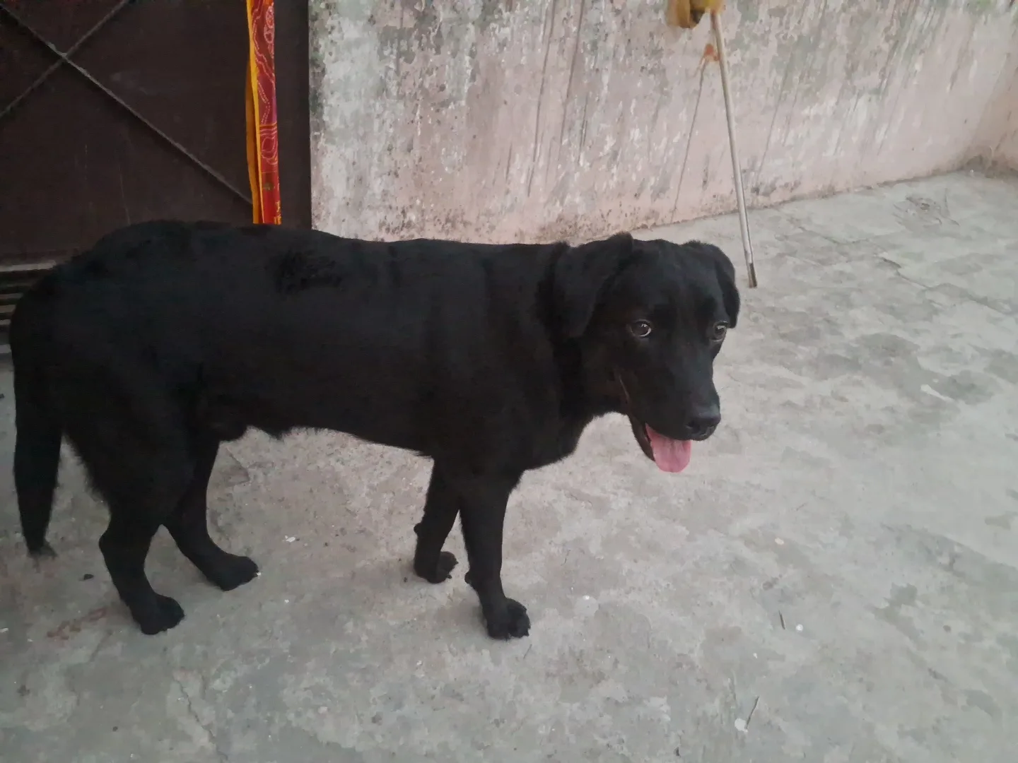 Animal Rain Bashera
