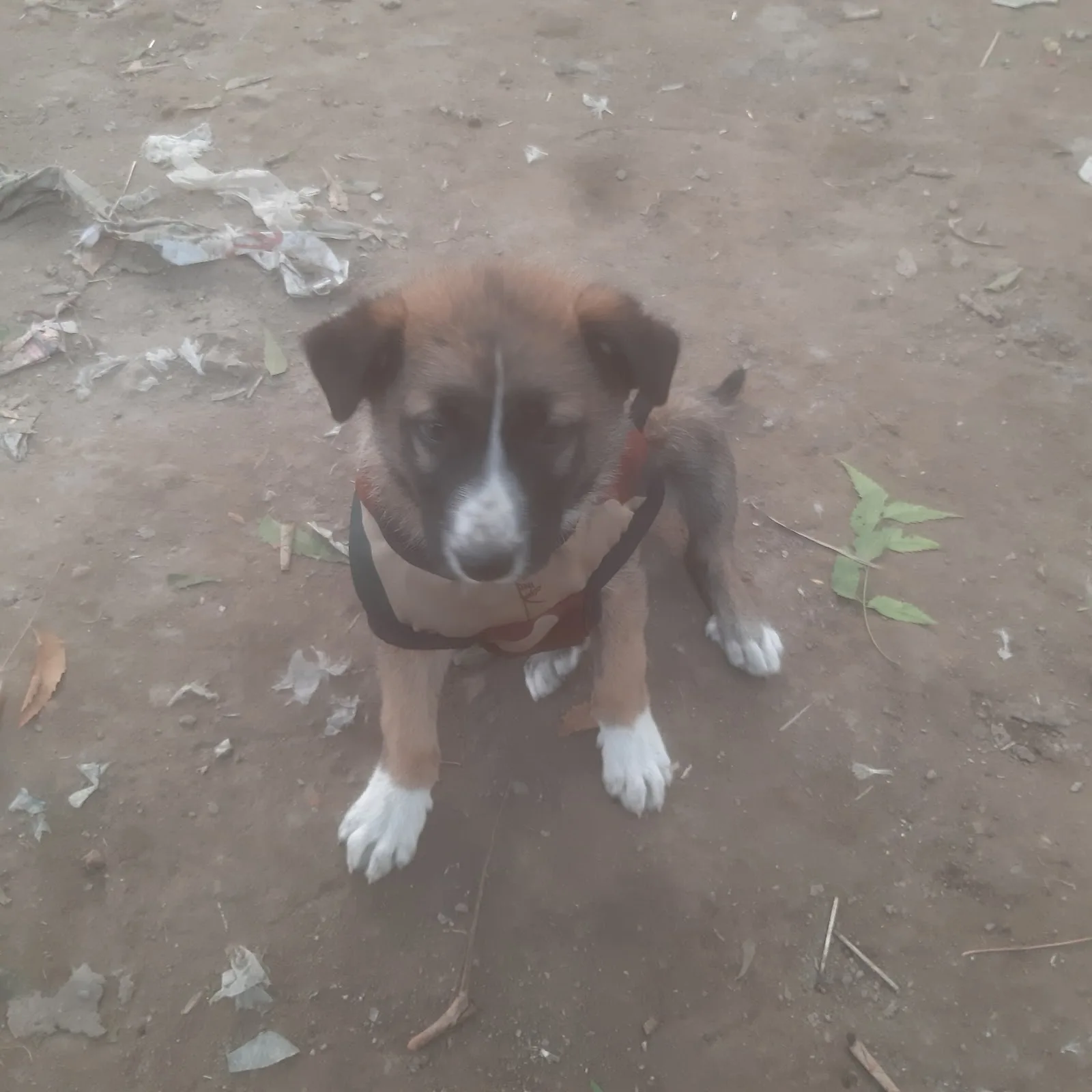 Animal Rain Bashera