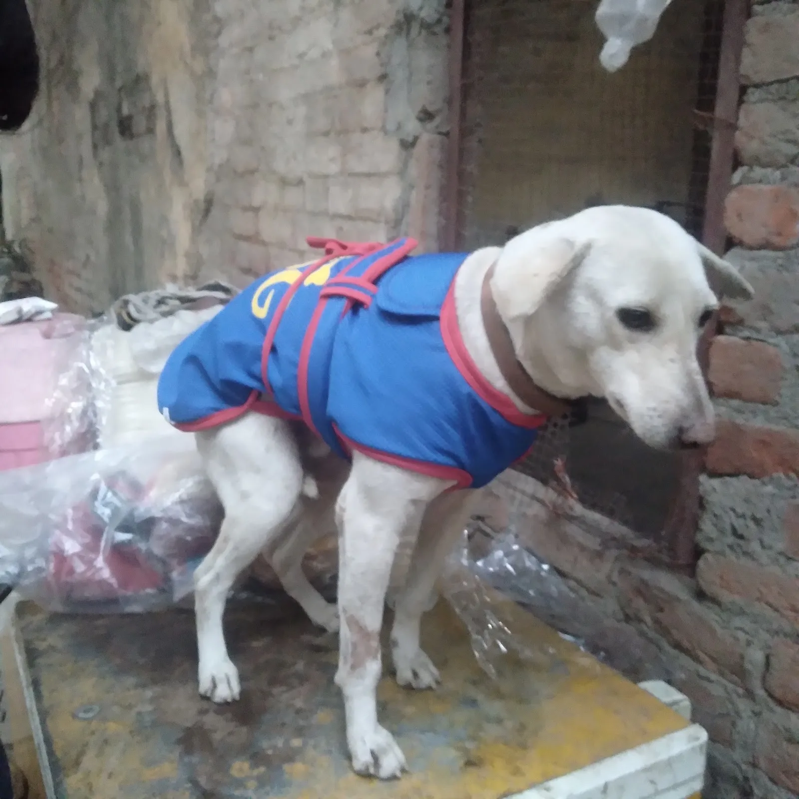 Animal Rain Bashera