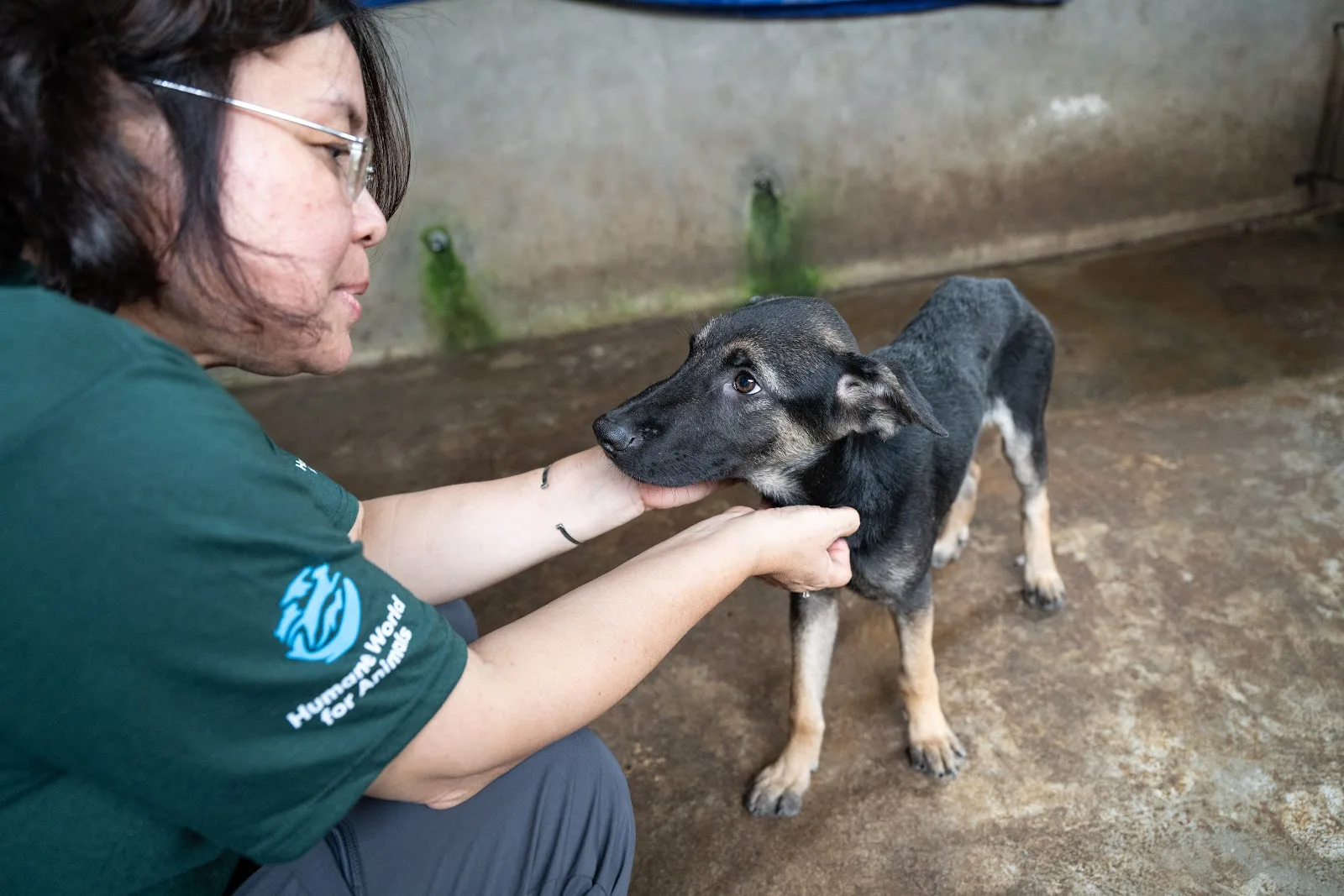 Humane World for Animals Australia