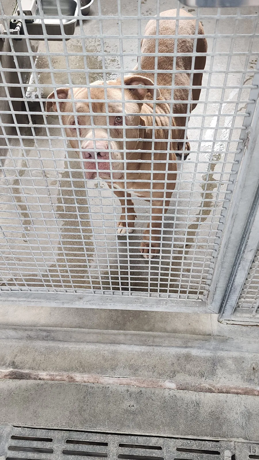 LAAS Los Angeles Animal Services Bernheim Foundation