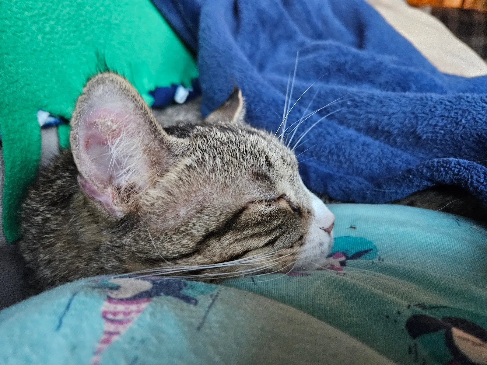 LAAS Los Angeles Animal Services Bernheim Foundation