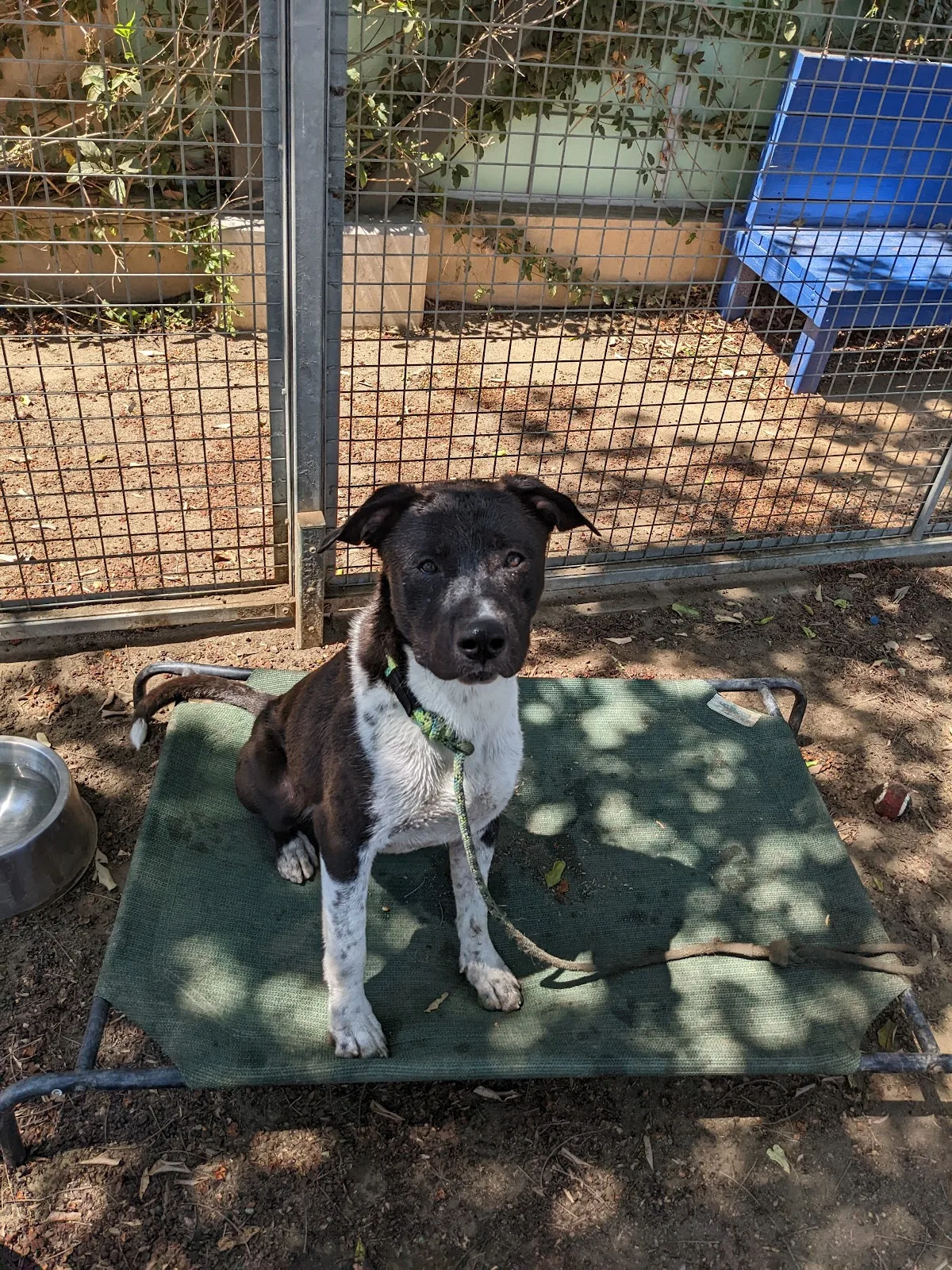 LAAS Los Angeles Animal Services Bernheim Foundation