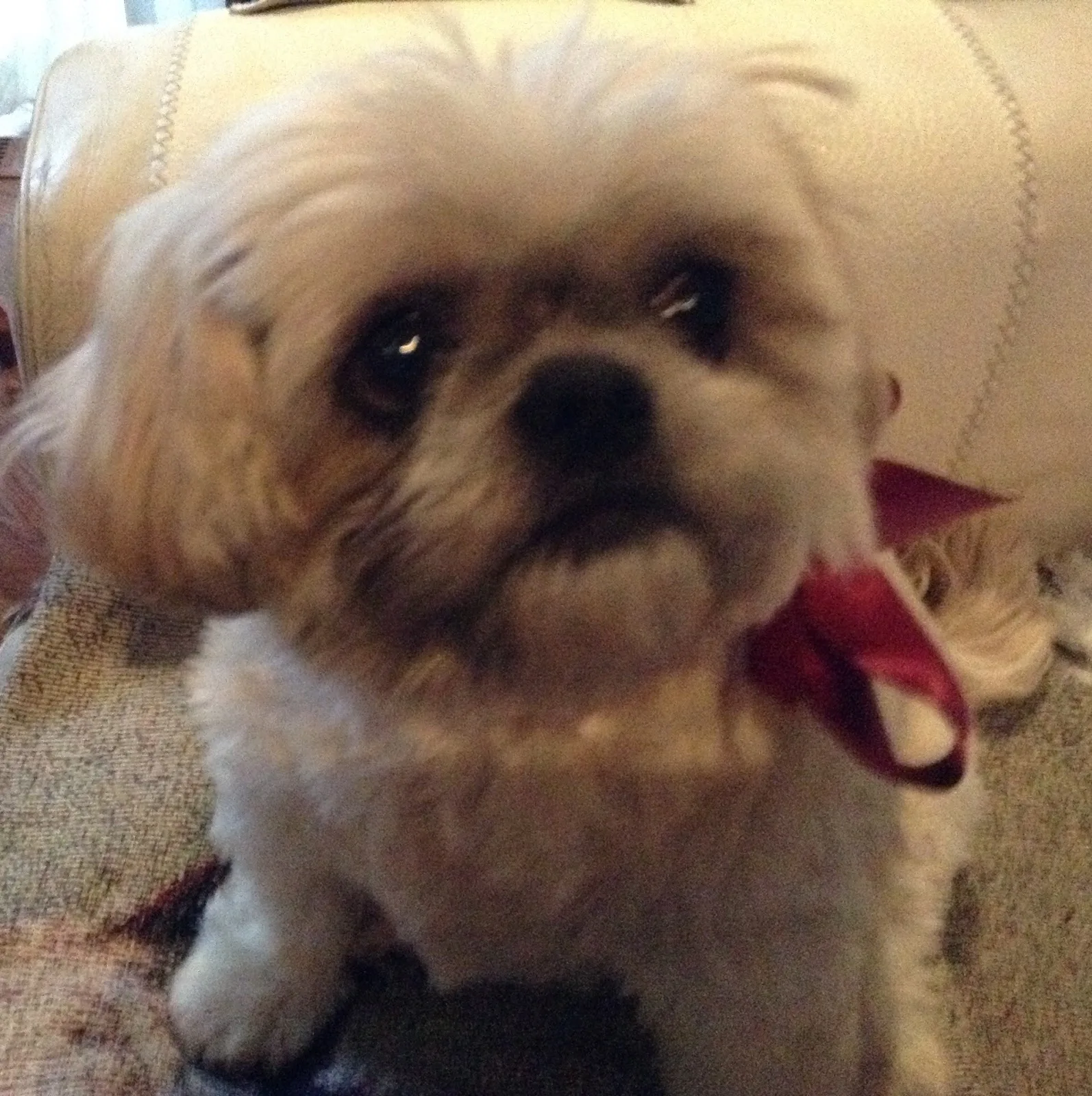 Rosie Animal Adoption
