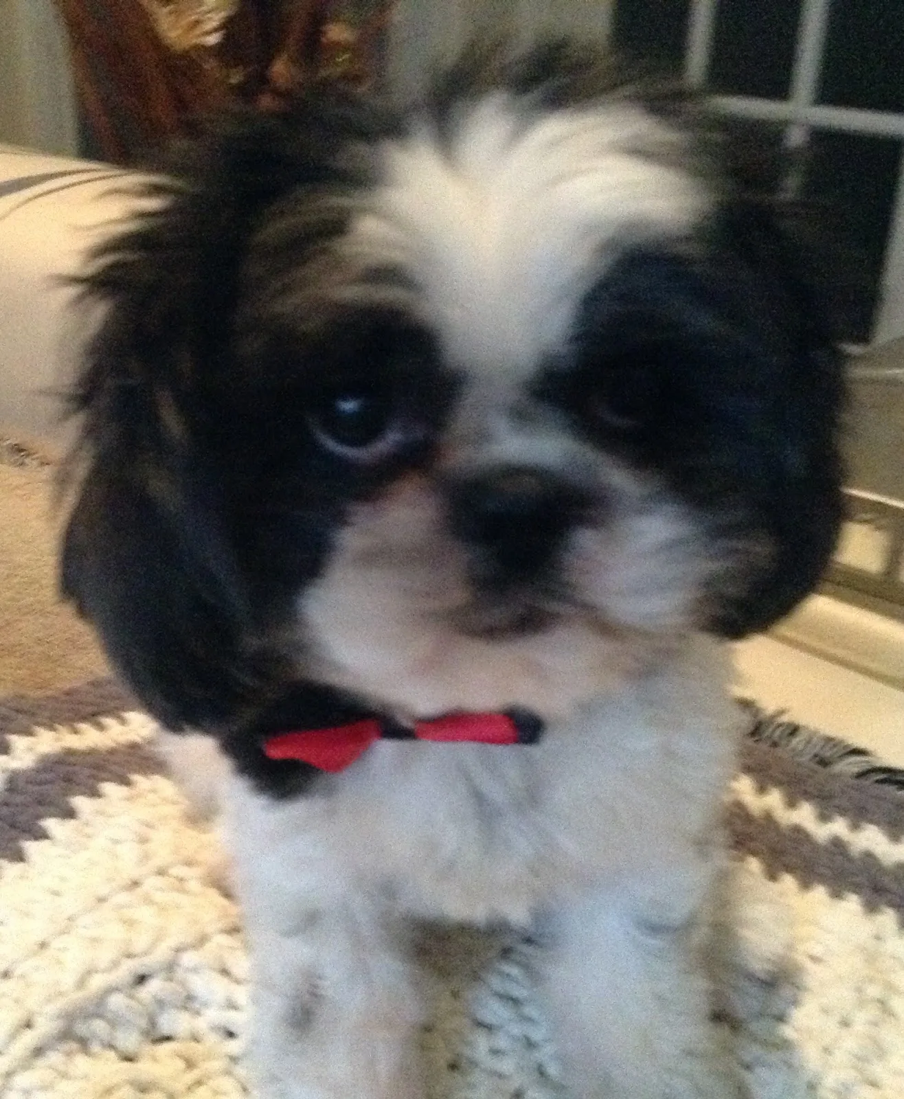 Rosie Animal Adoption