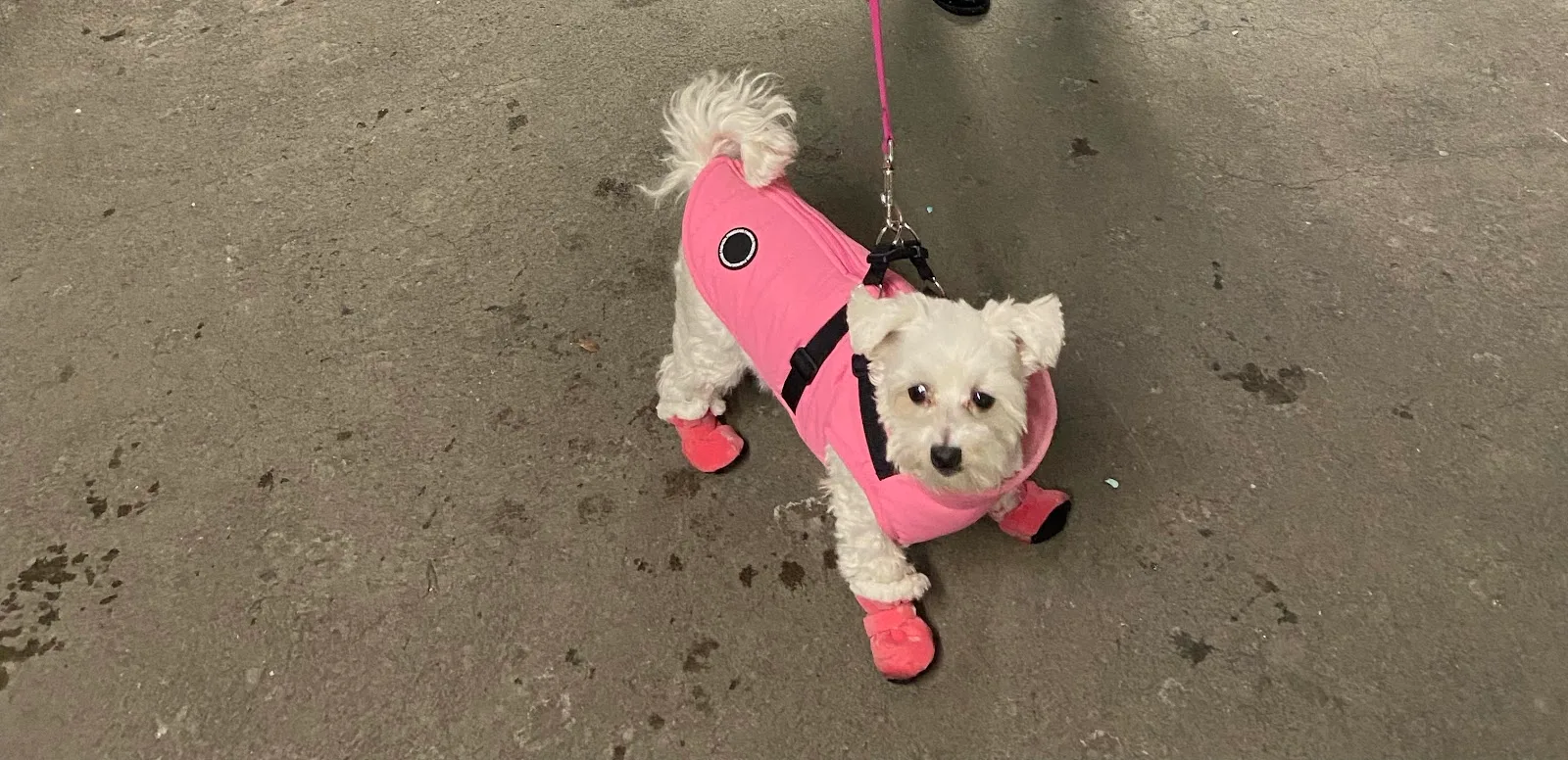 Rosie Animal Adoption