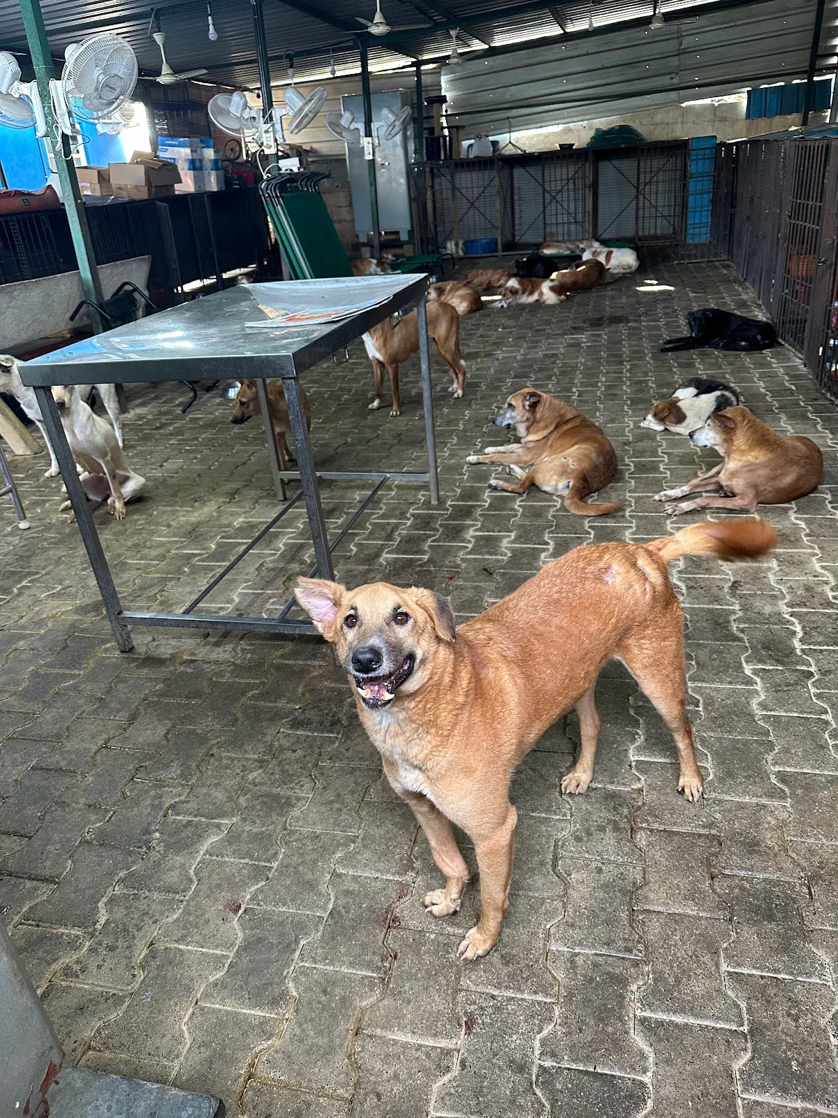 Sarvoham Animal Foundation