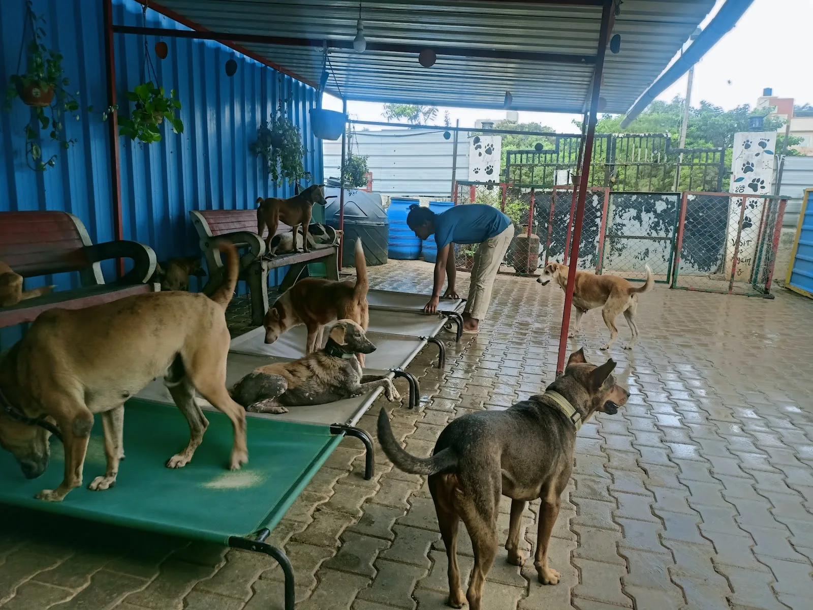Sarvoham Animal Foundation