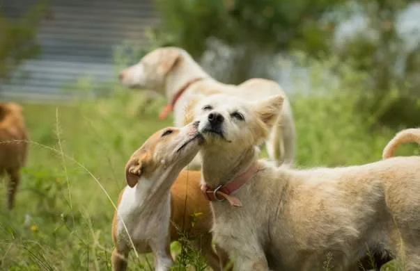 Sarvoham Animal Foundation