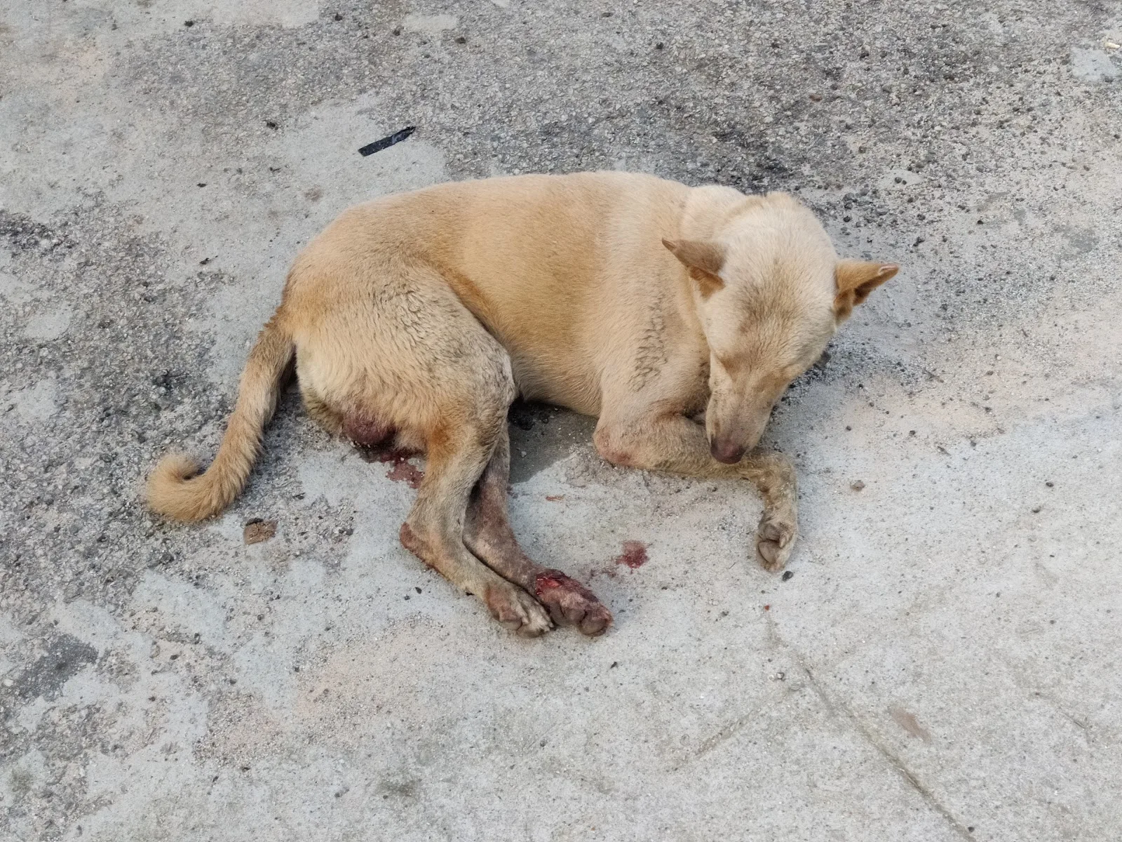 Sarvoham Animal Foundation