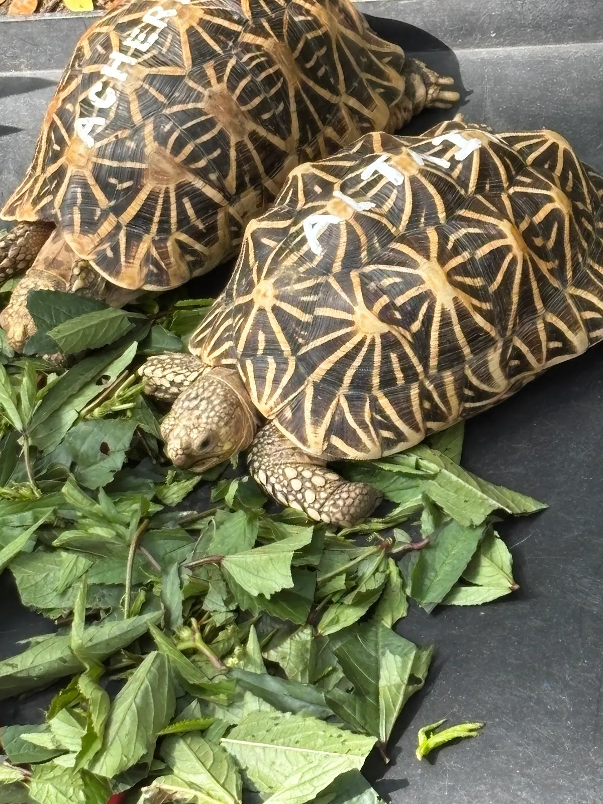 Acres Wildlife Rescue Centre