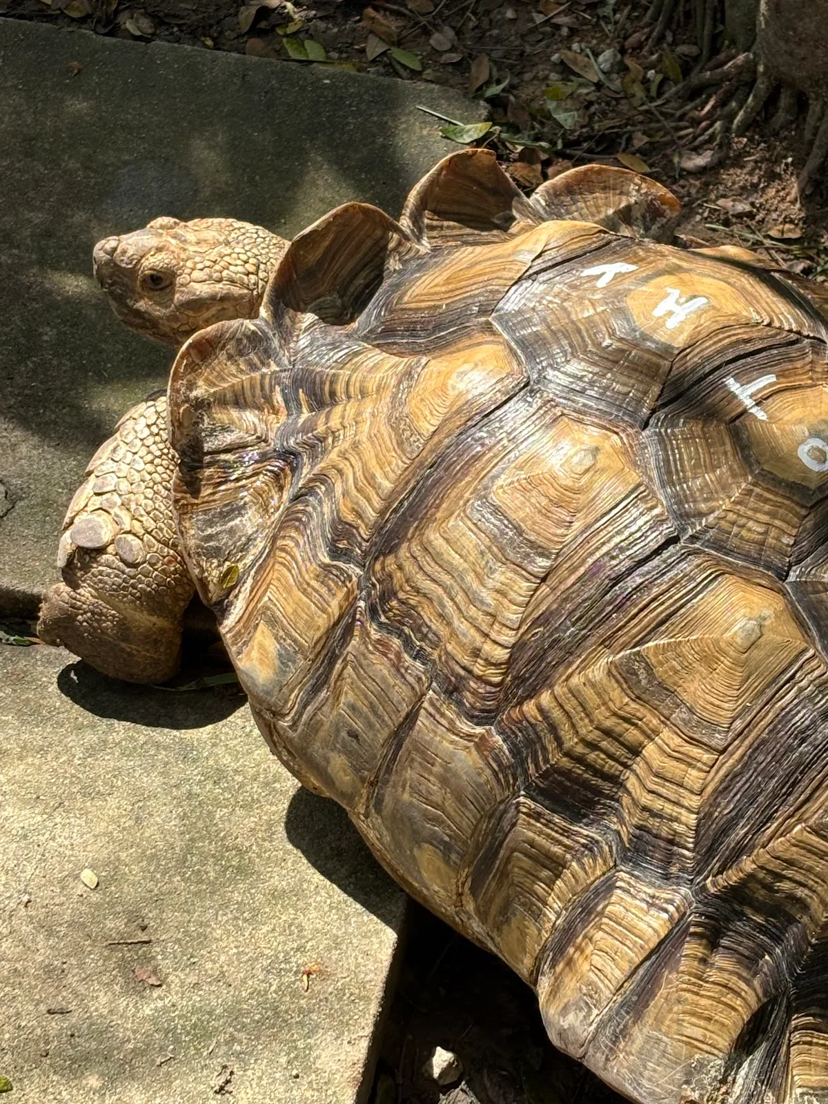 Acres Wildlife Rescue Centre