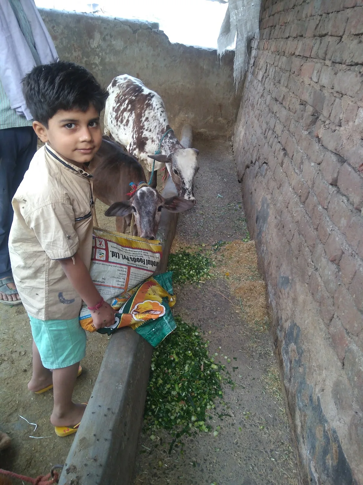 Gau Premi Sewa Sanstha Gaushala