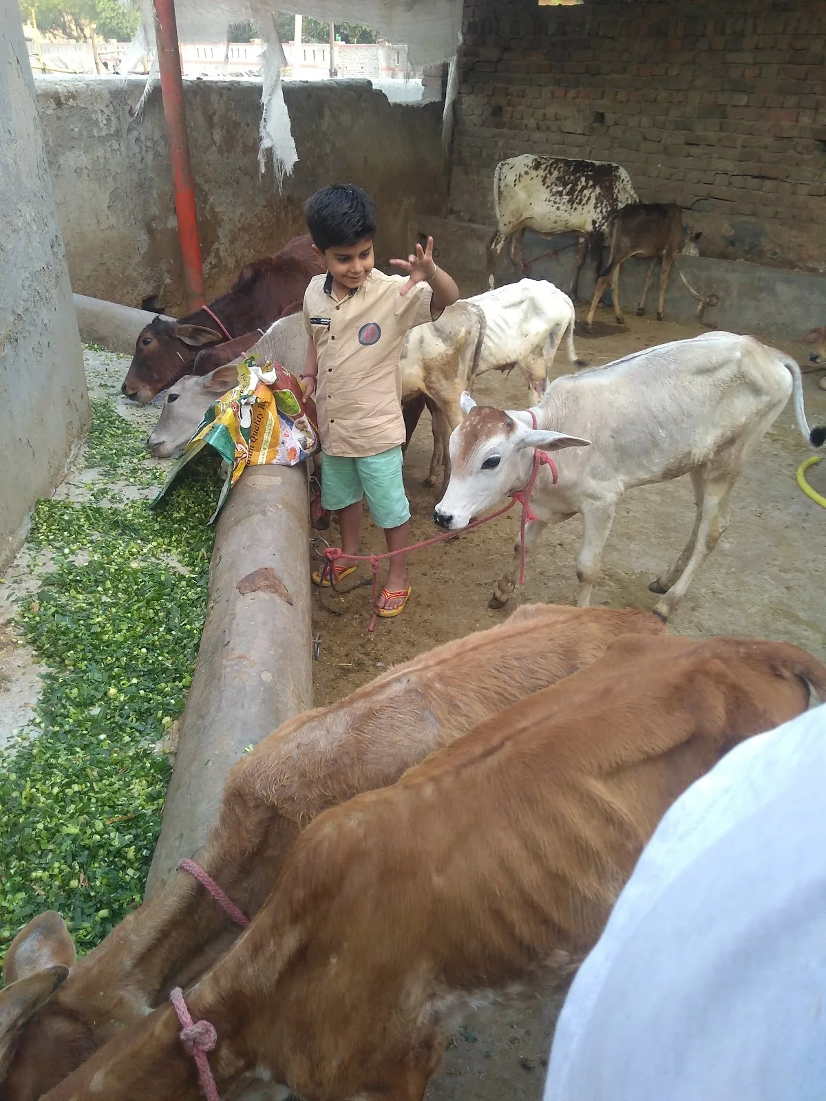 Gau Premi Sewa Sanstha Gaushala