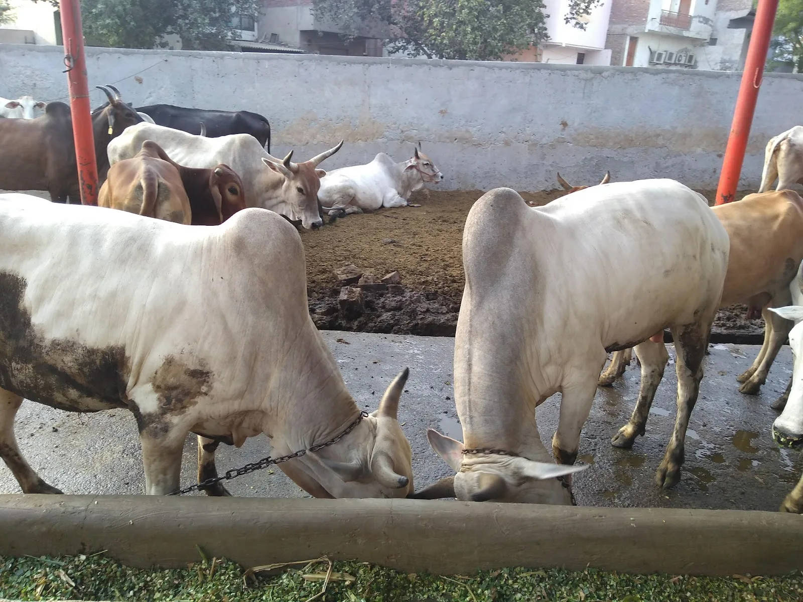 Gau Premi Sewa Sanstha Gaushala