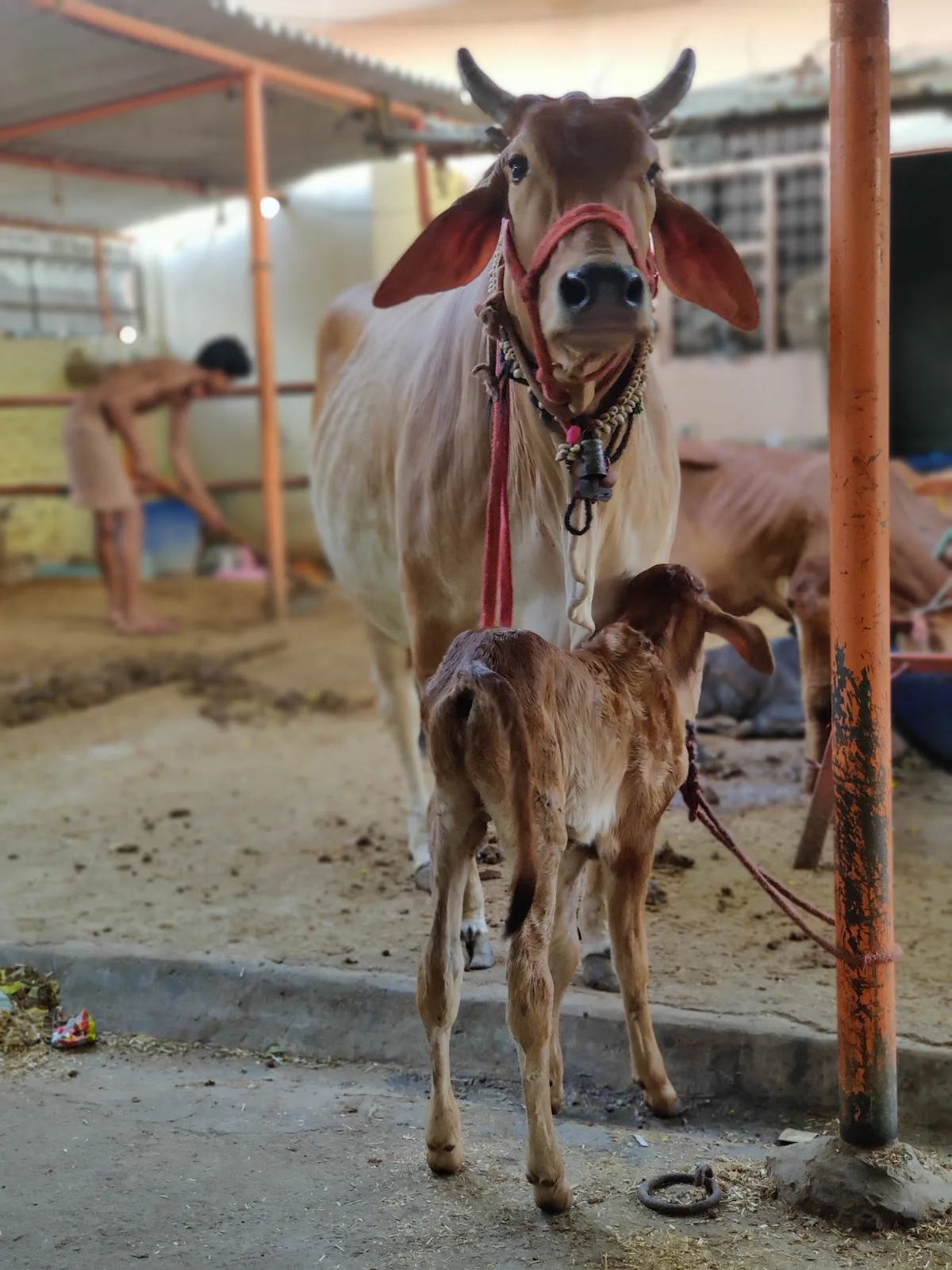 PGS MILK (Prabhu Gaushala)
