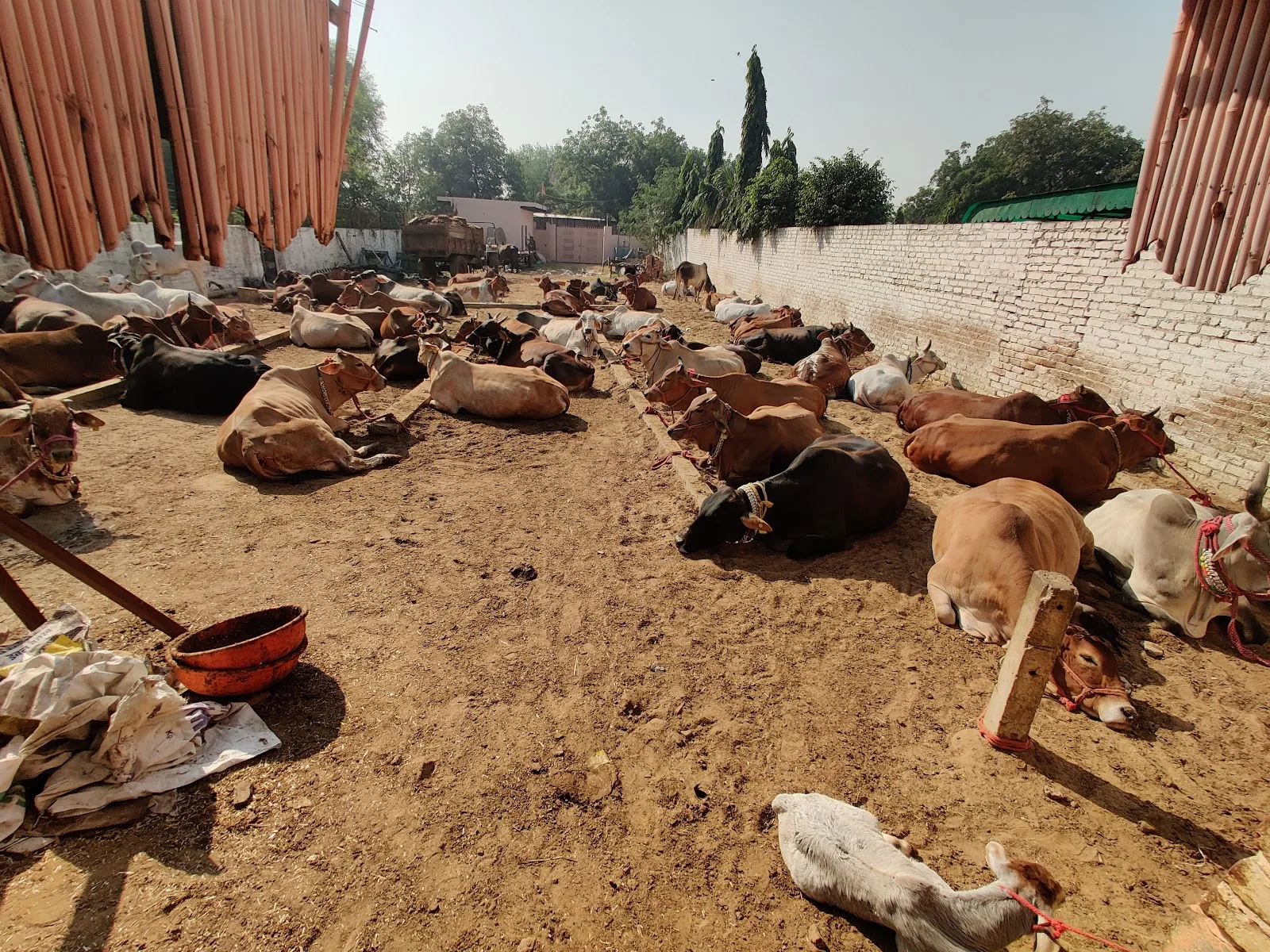 PGS MILK (Prabhu Gaushala)