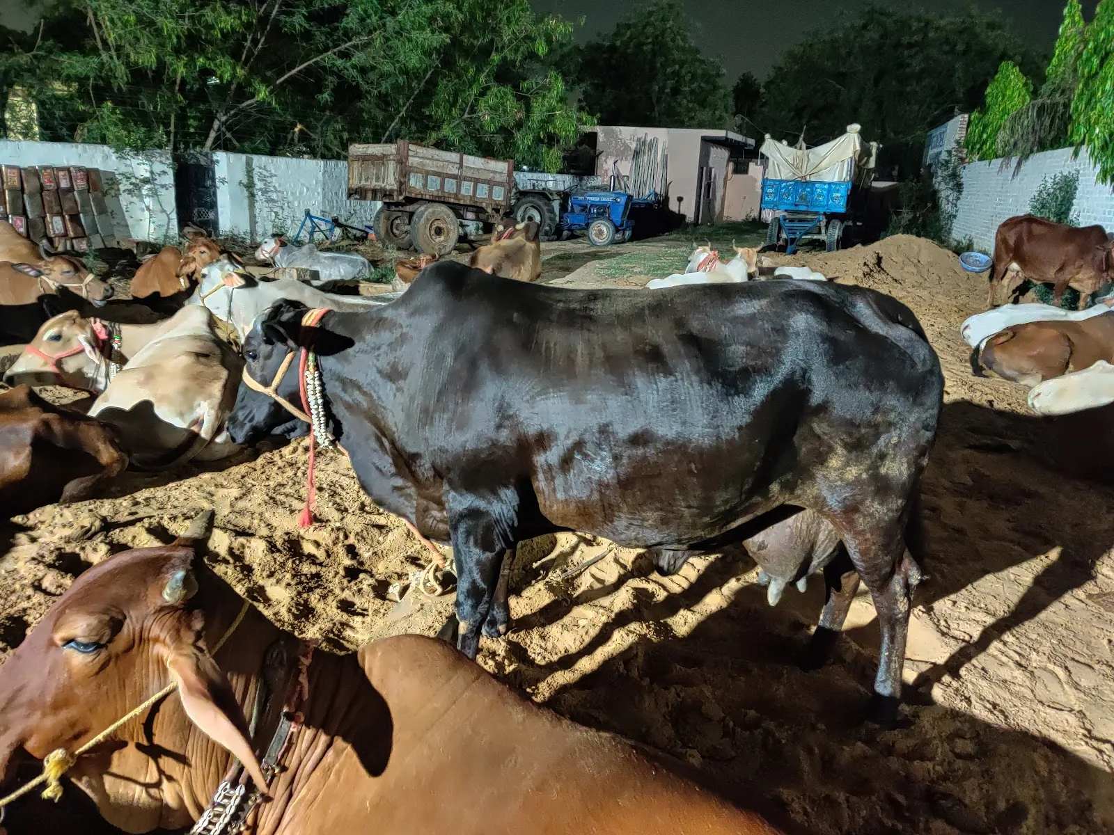 PGS MILK (Prabhu Gaushala)